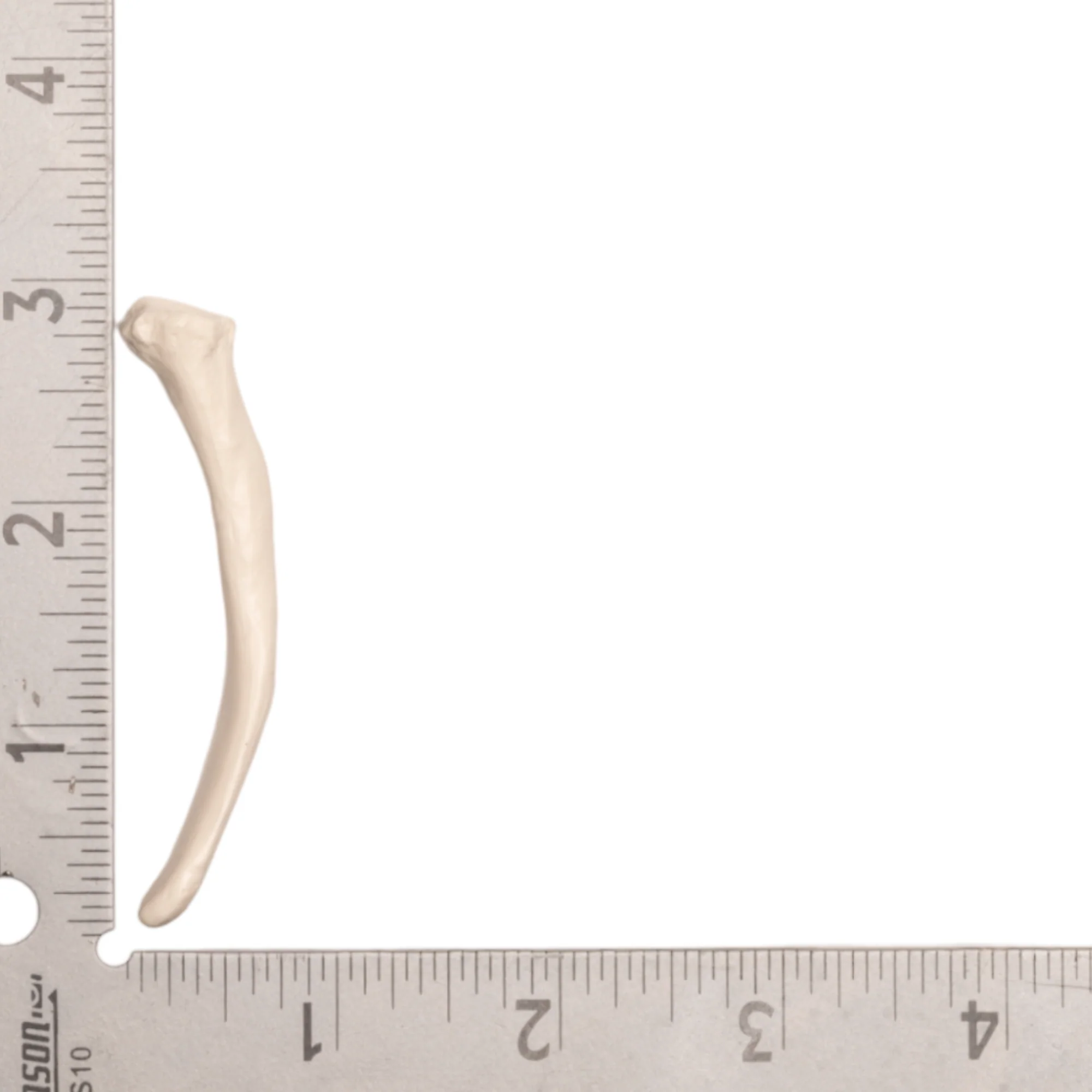 Replica Human Rib - Single - Image 3