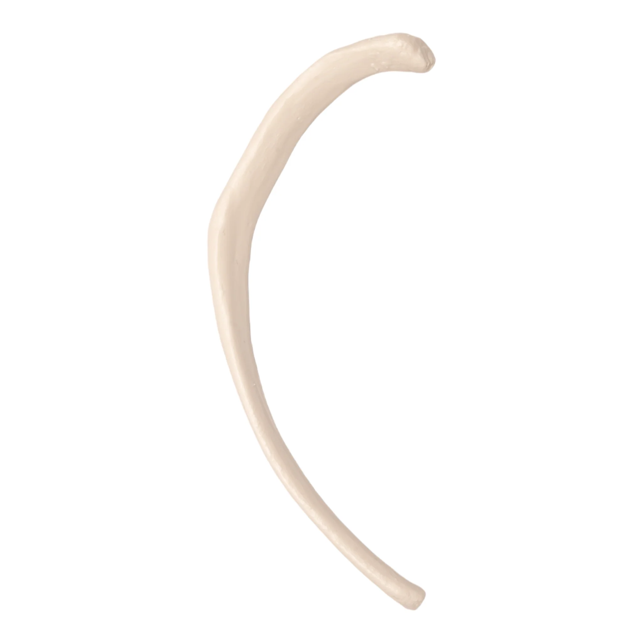 Replica Human Rib - Single - Image 4
