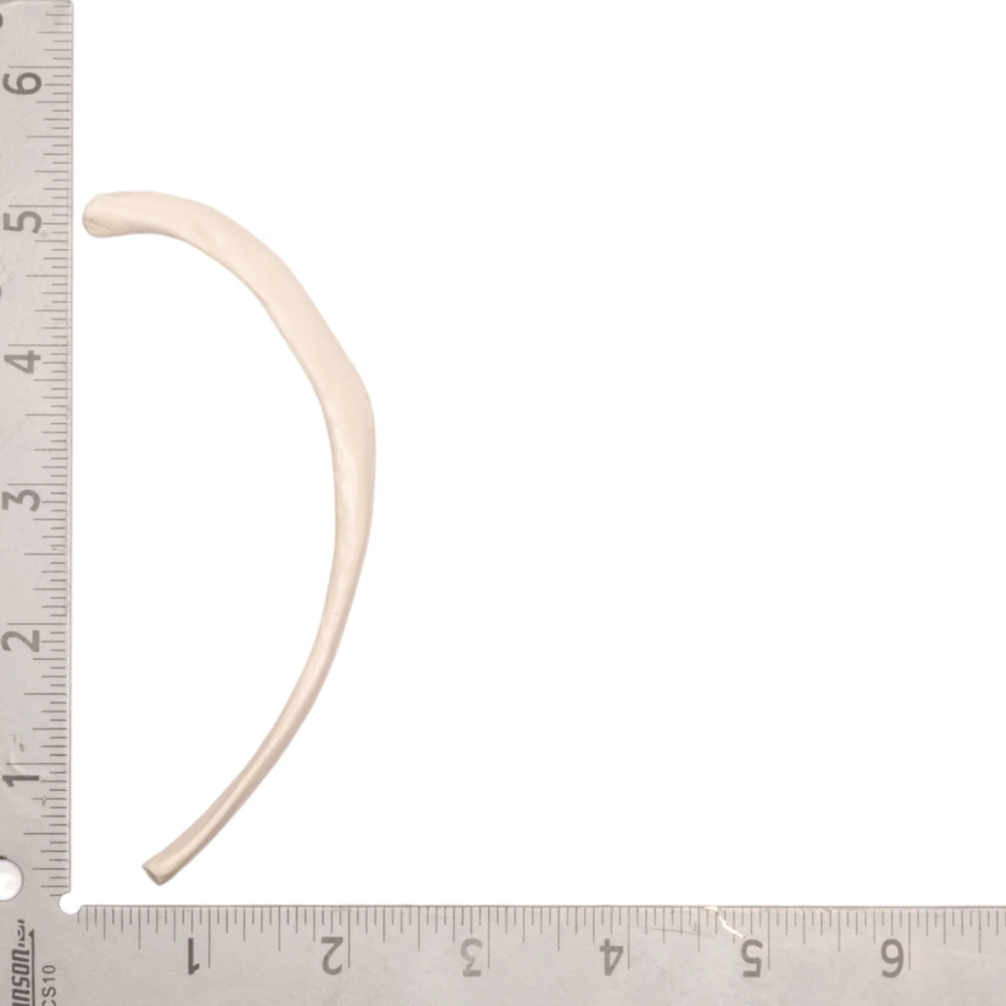 Replica Human Rib - Single - Image 5