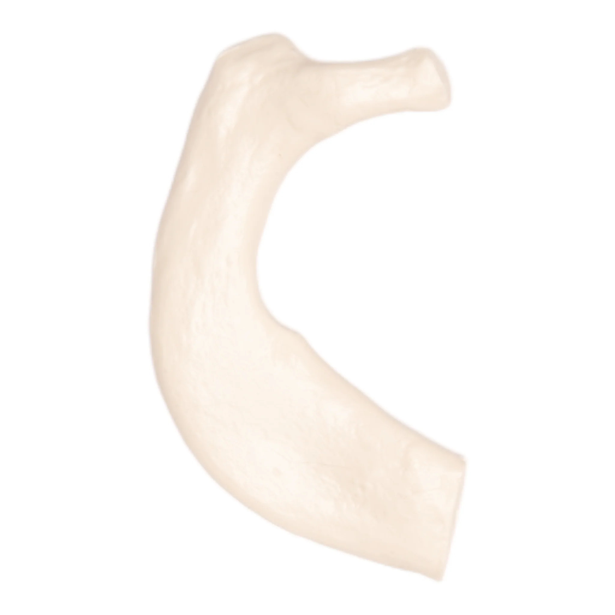 Replica Human Rib - Single - Image 6