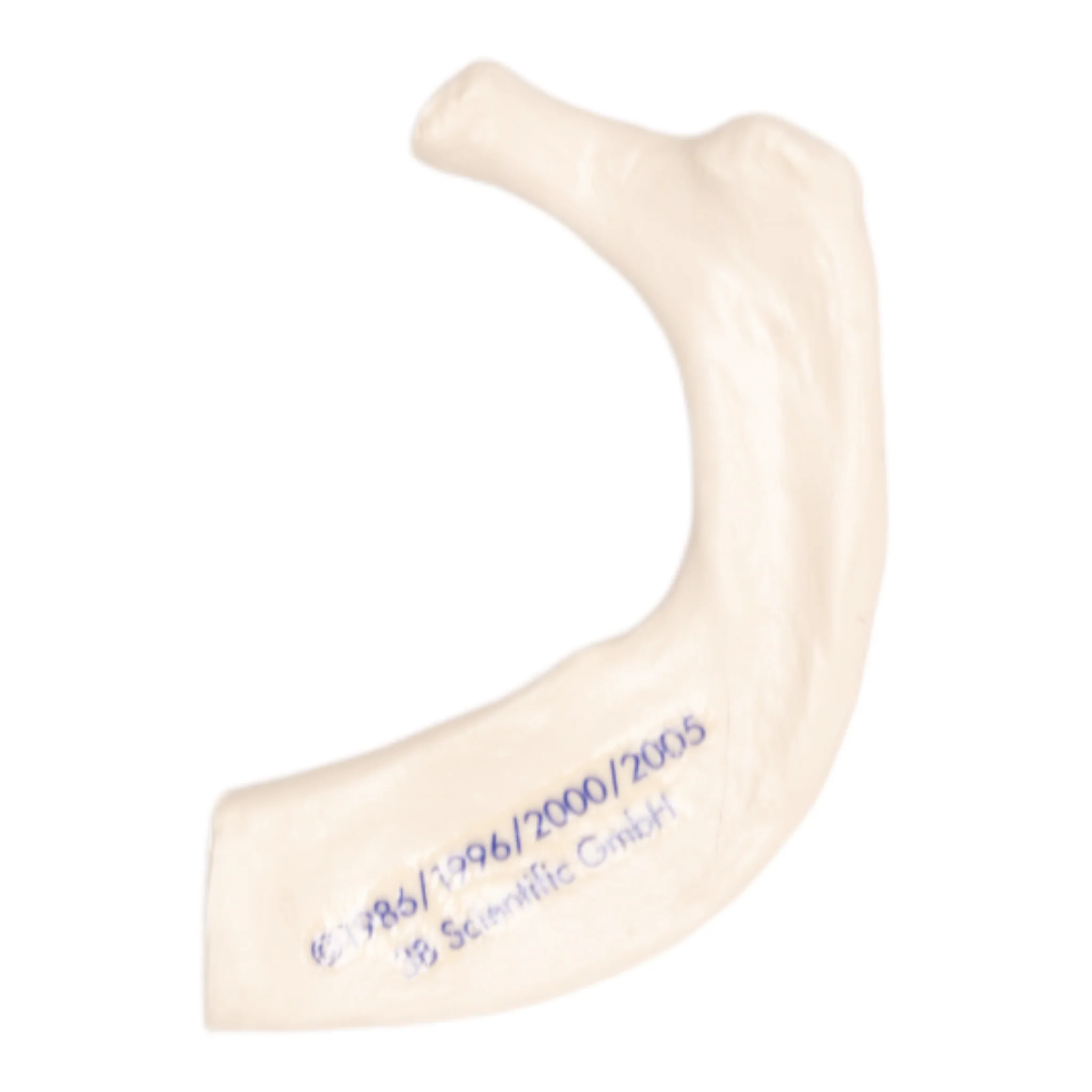Replica Human Rib - Single - Image 7