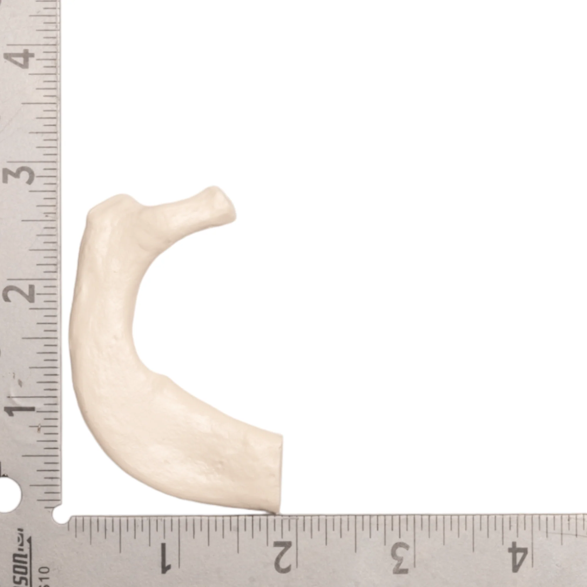 Replica Human Rib - Single - Image 8