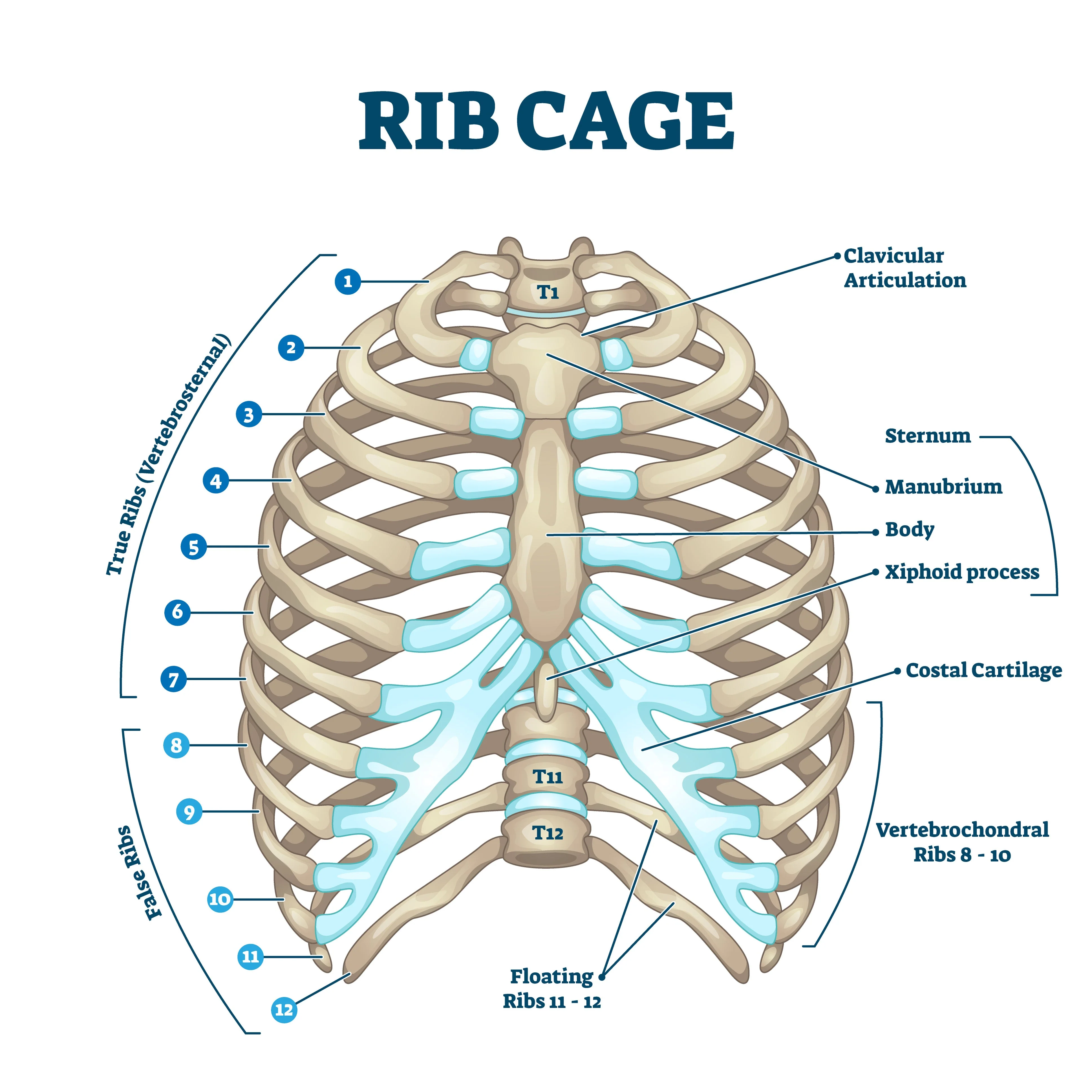 Replica Human Rib - Single - Image 9