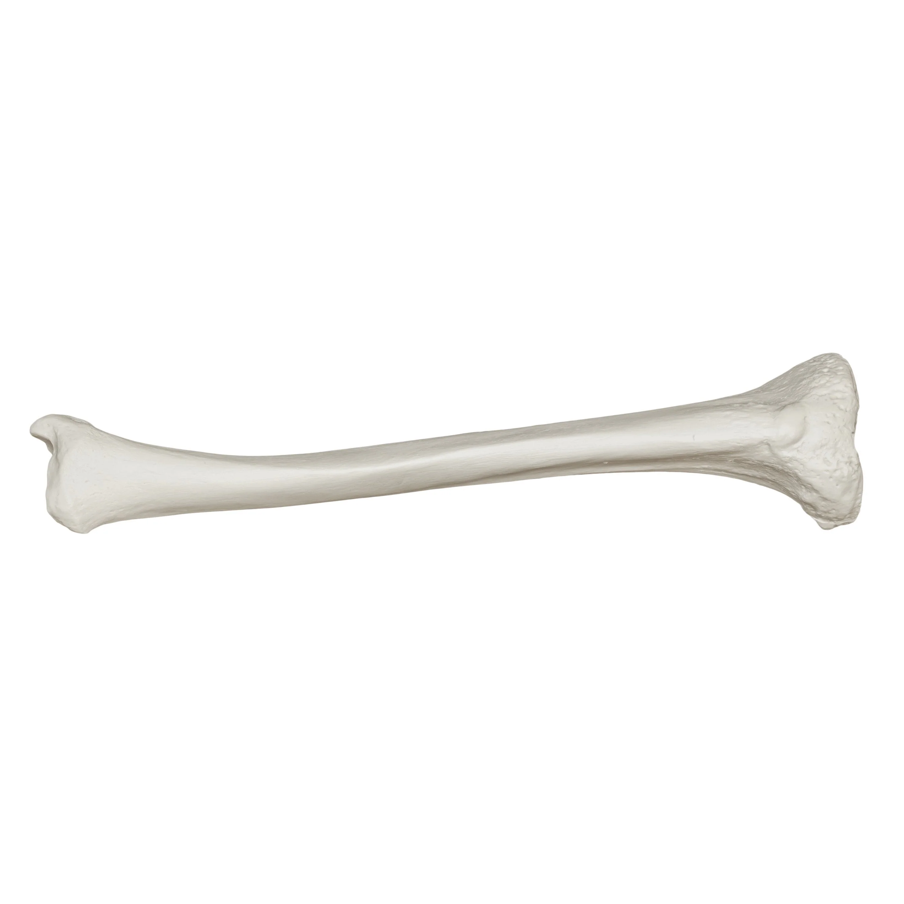 Replica Human Tibia