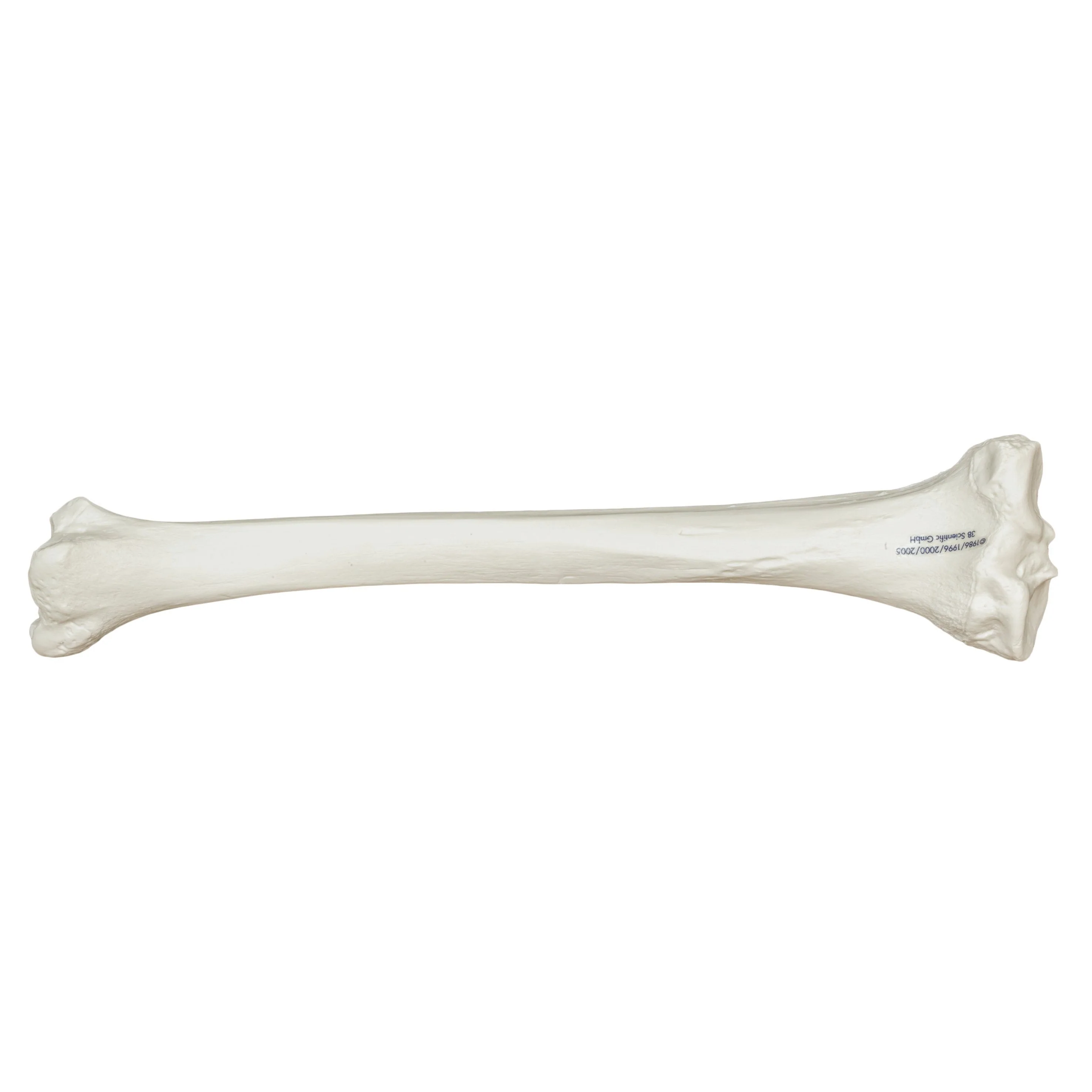 Replica Human Tibia - Image 2