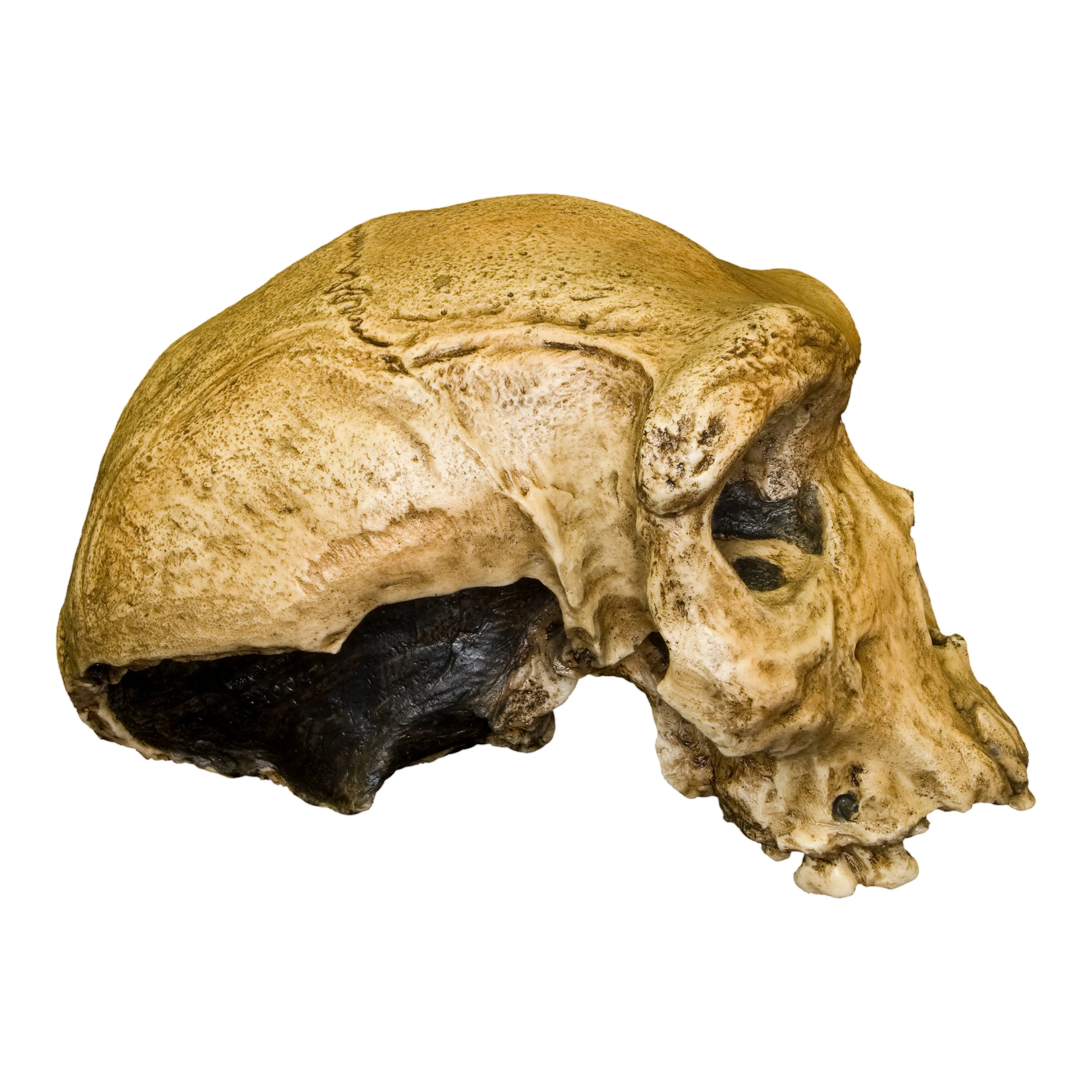 Replica Rhodesian Man Skull - Image 3