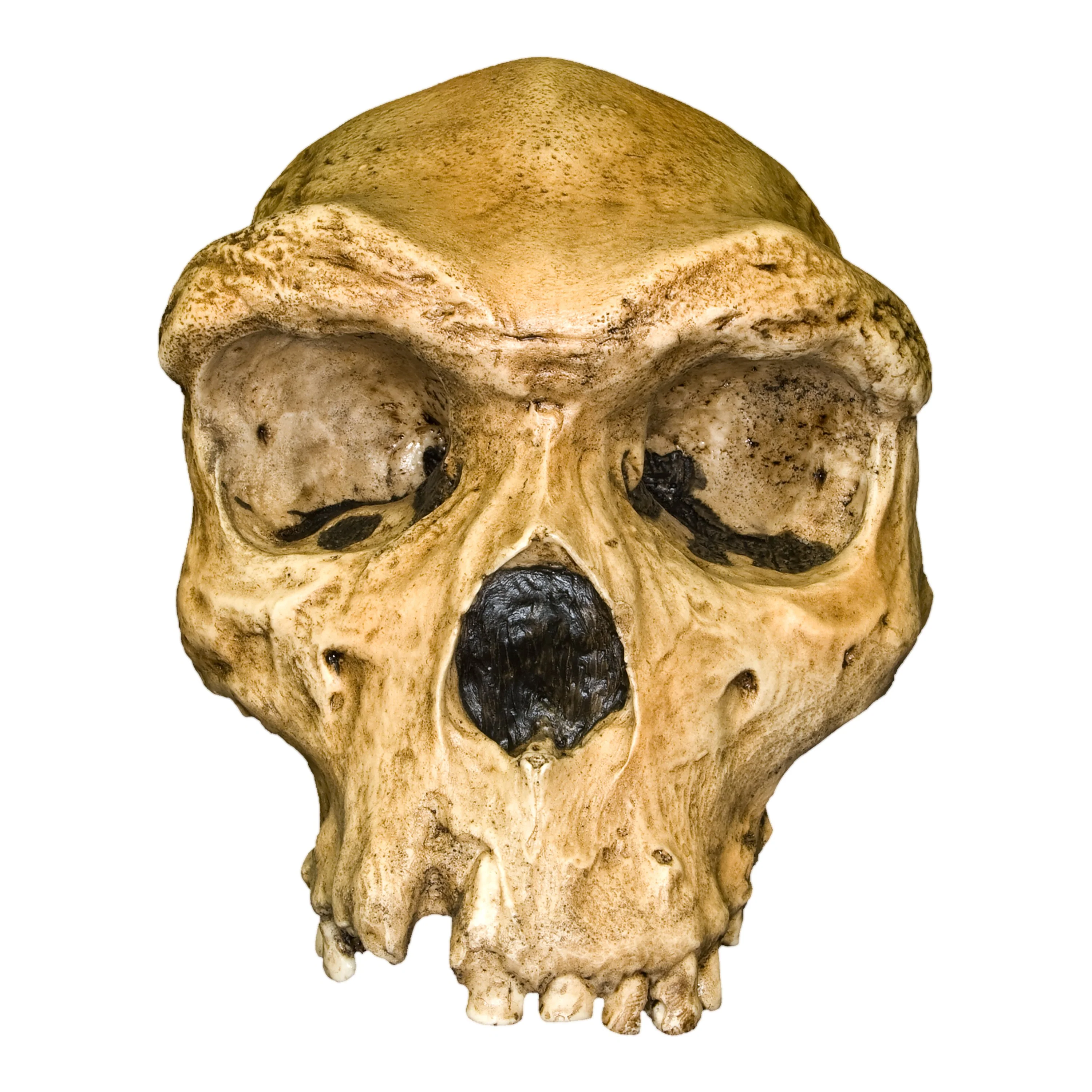Replica Rhodesian Man Skull - Image 4