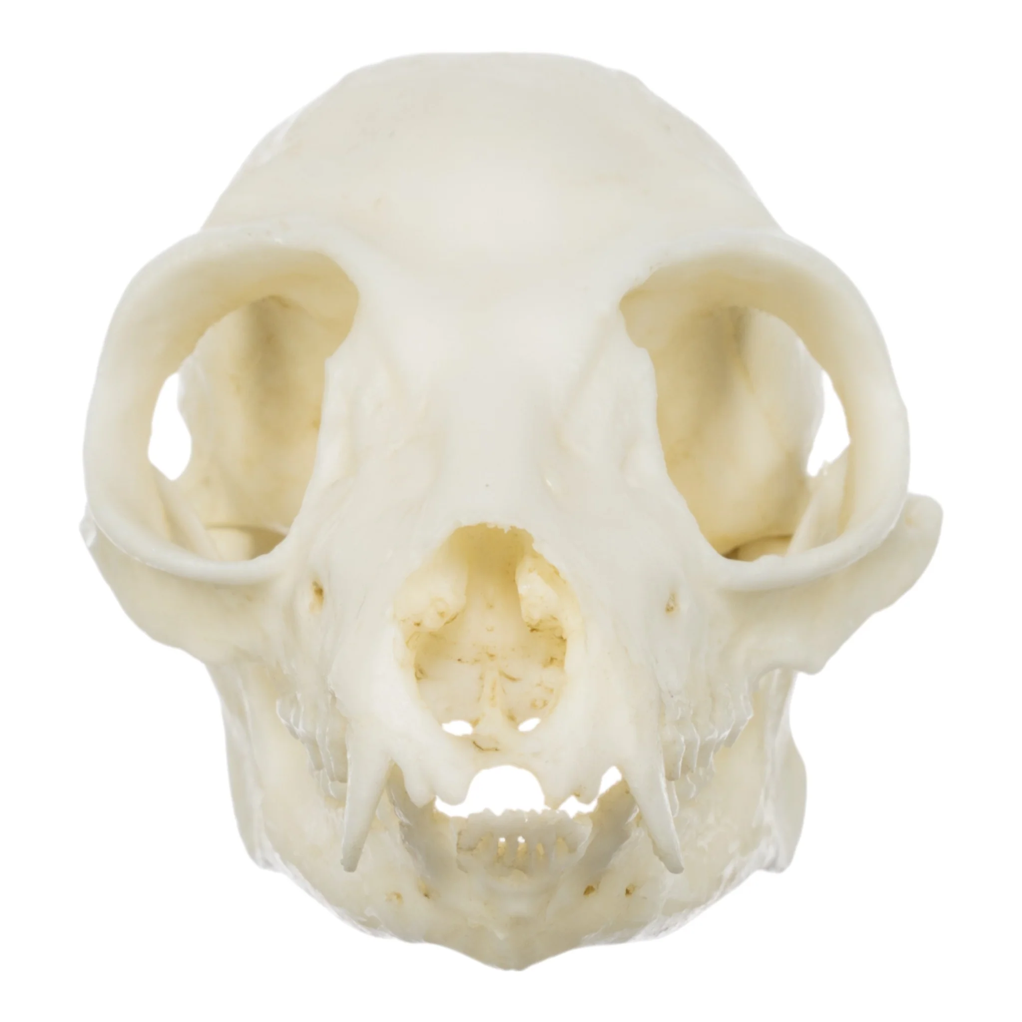 Replica Ring-tailed Lemur Skull - Image 3