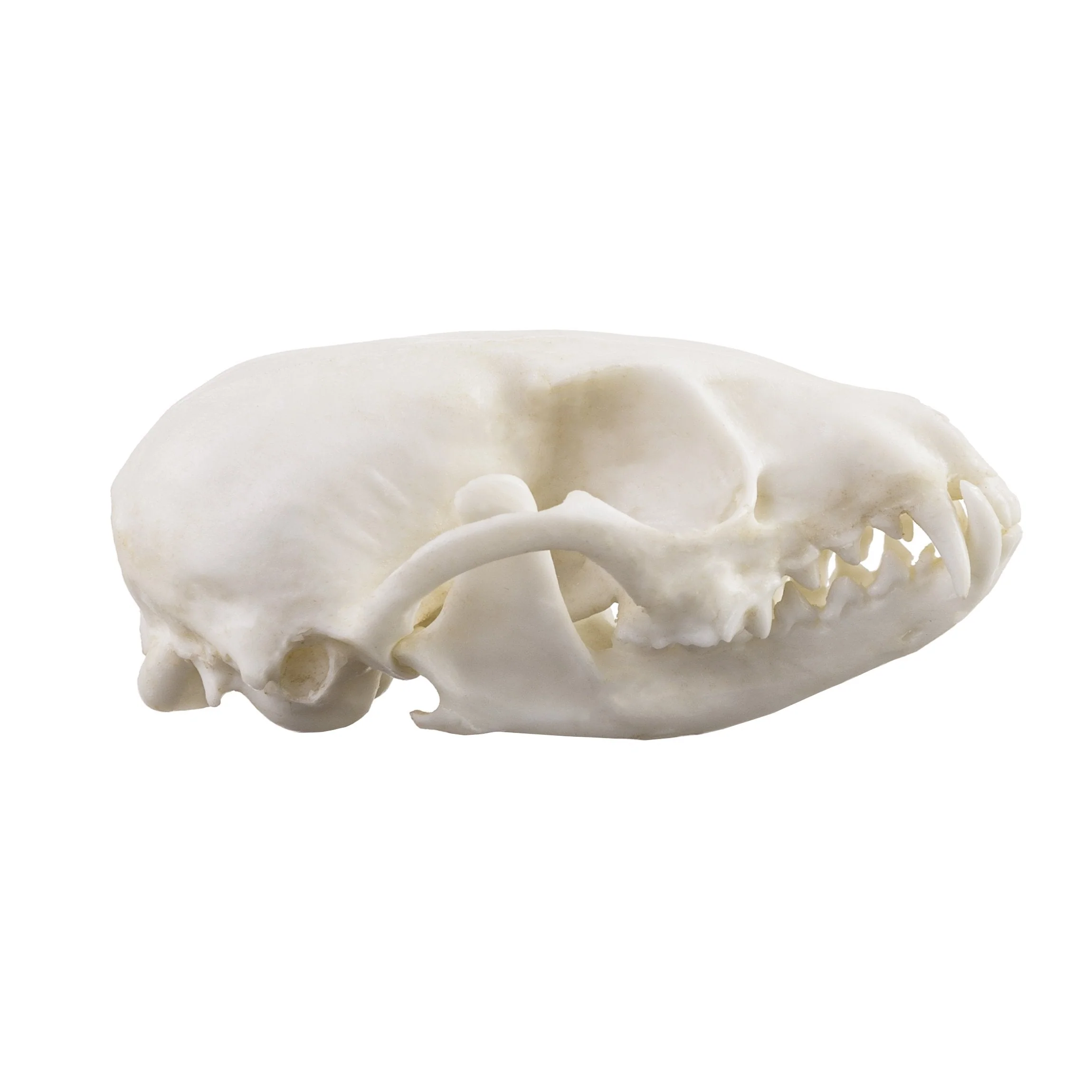 Replica Ringtail Skull - Image 2