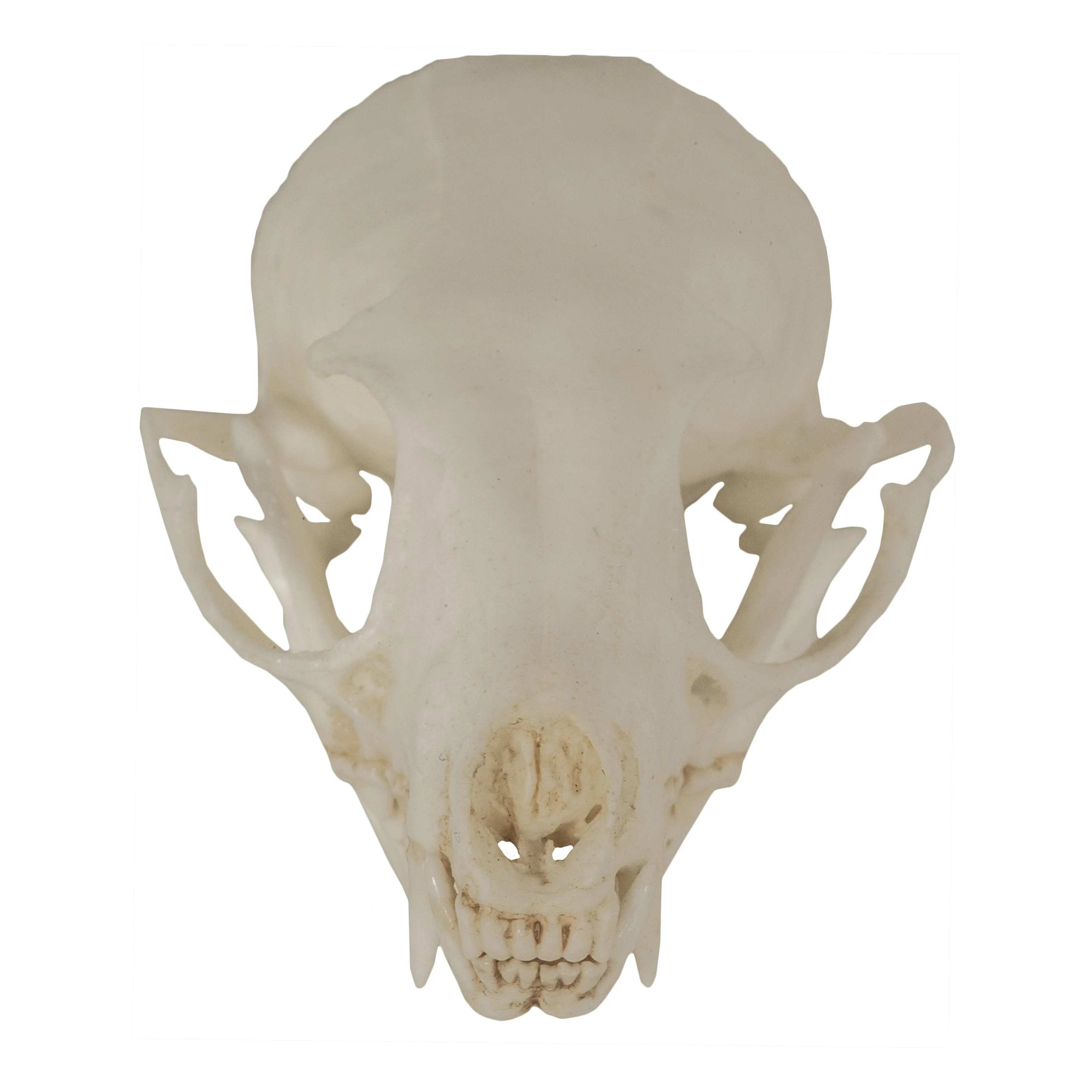 Replica Ringtail Skull - Image 3