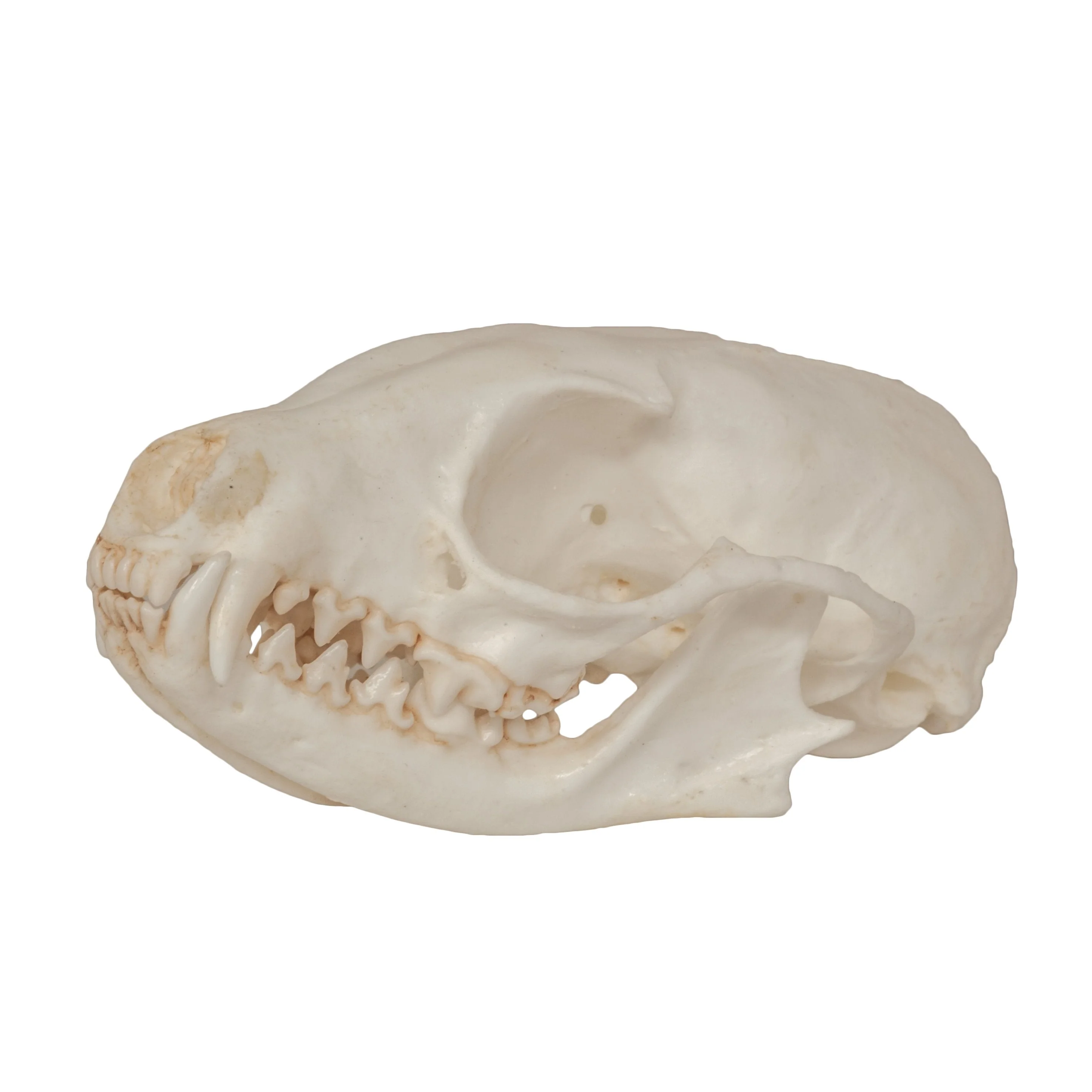 Replica Ringtail Skull - Image 4