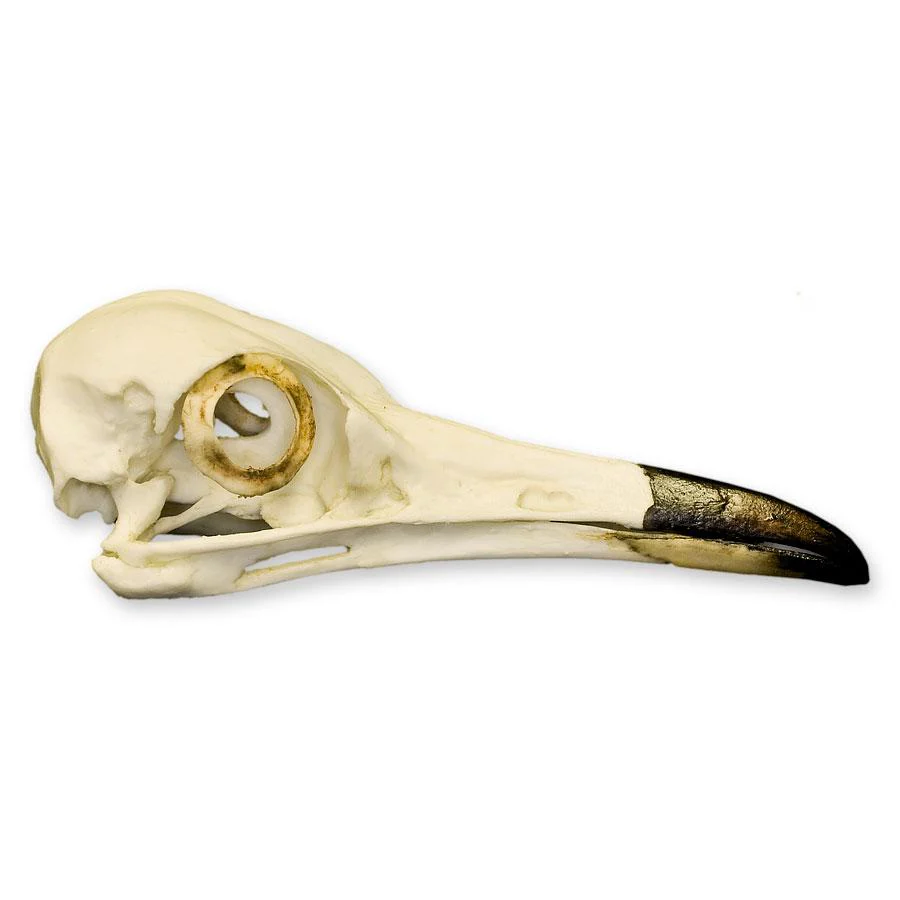 Replica Roadrunner Skull - Image 2