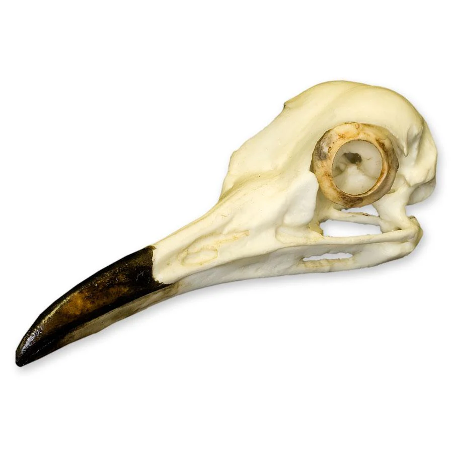 Replica Roadrunner Skull - Image 3