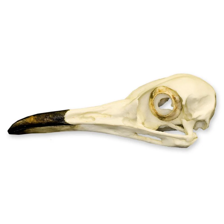 Replica Roadrunner Skull - Image 4