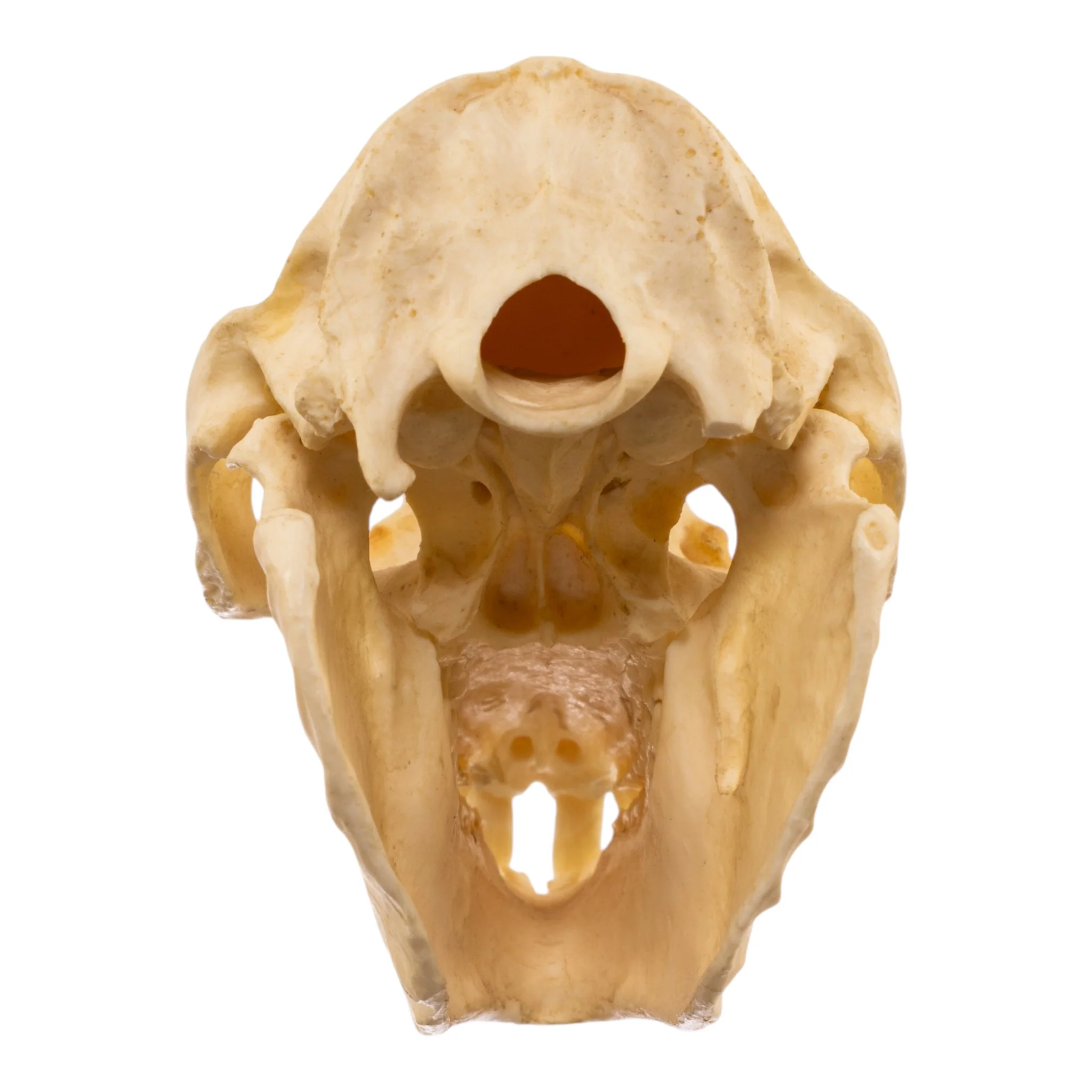 Replica Rock Hyrax Skull - Image 5