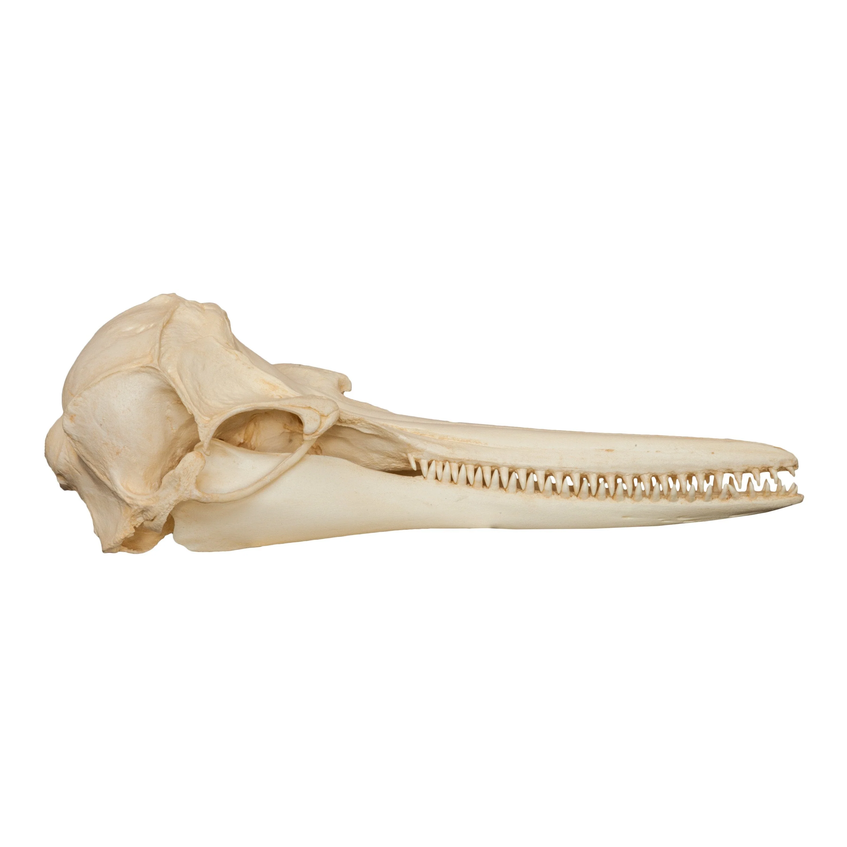 Replica Rough-toothed Dolphin Skull - Image 2
