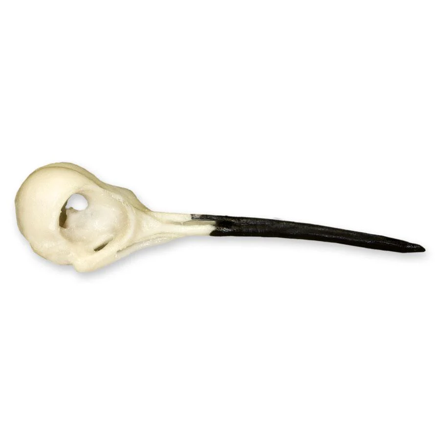 Replica Ruby-throated Hummingbird Skull - Image 2