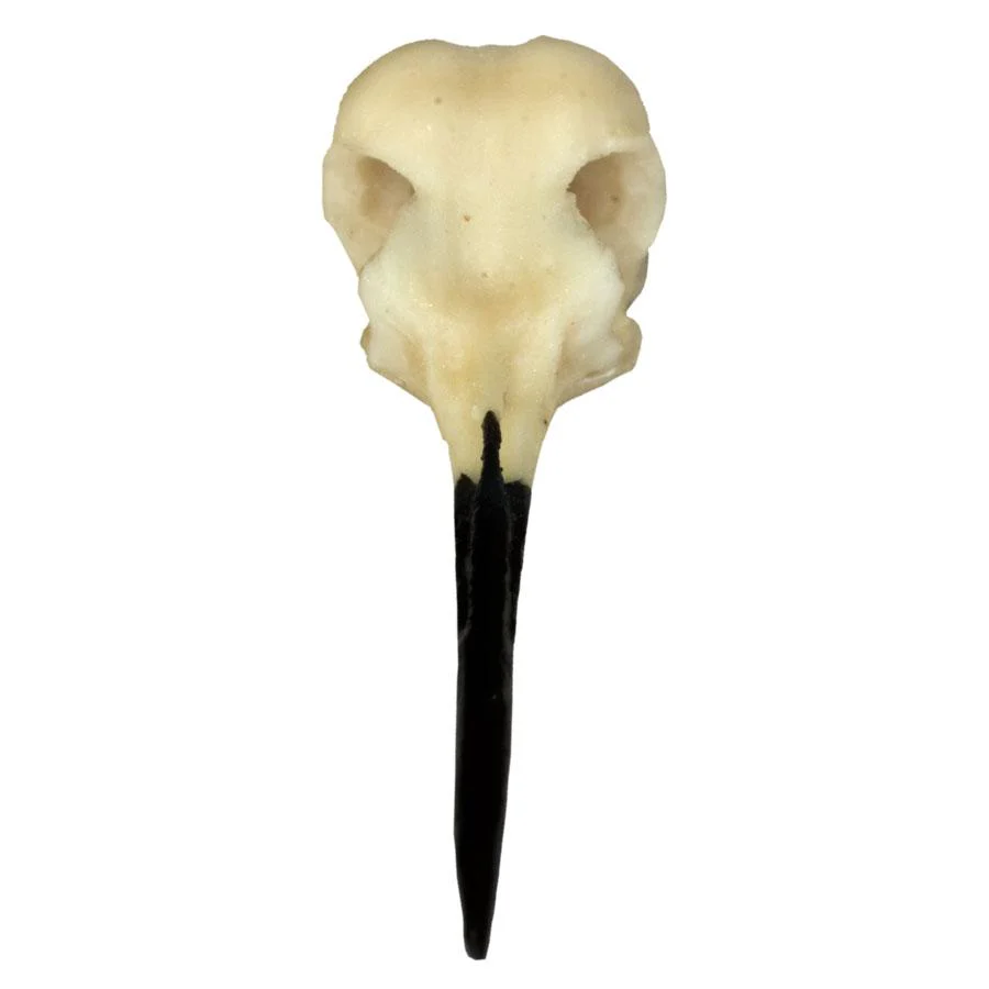 Replica Ruby-throated Hummingbird Skull - Image 3