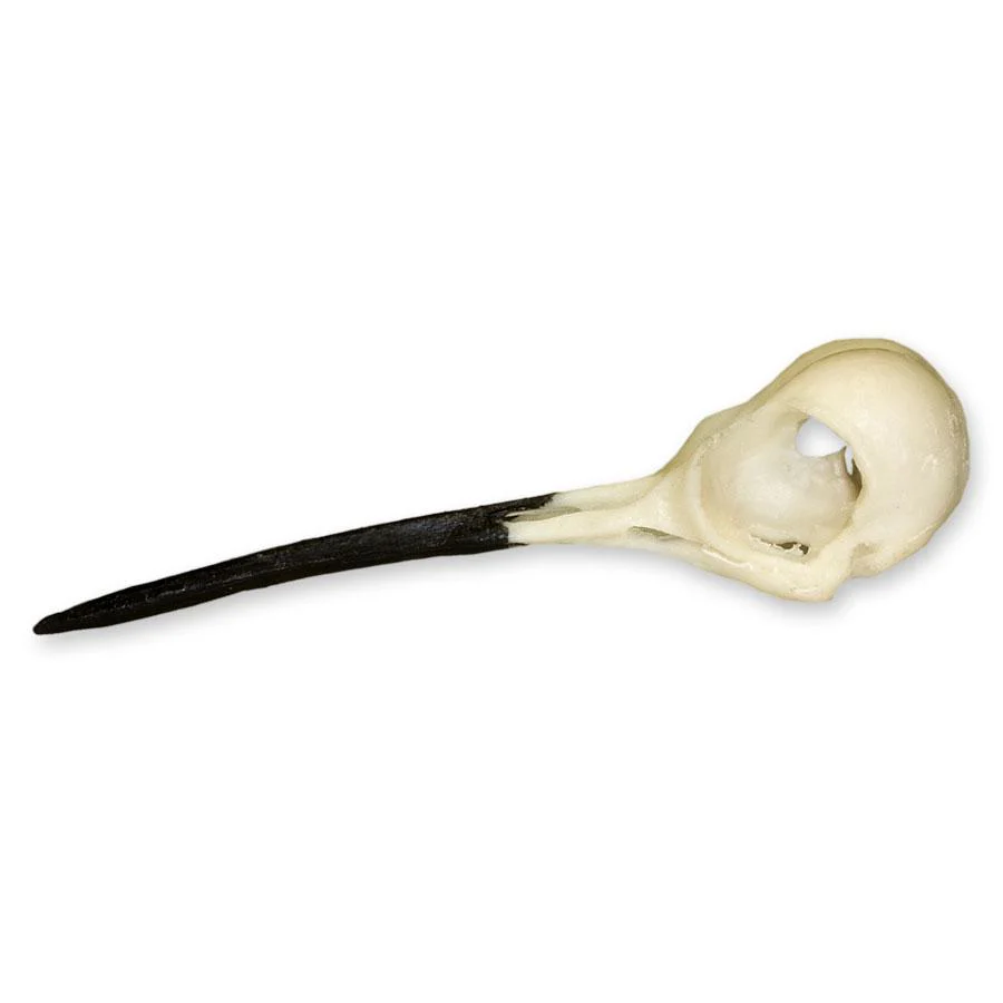 Replica Ruby-throated Hummingbird Skull - Image 4