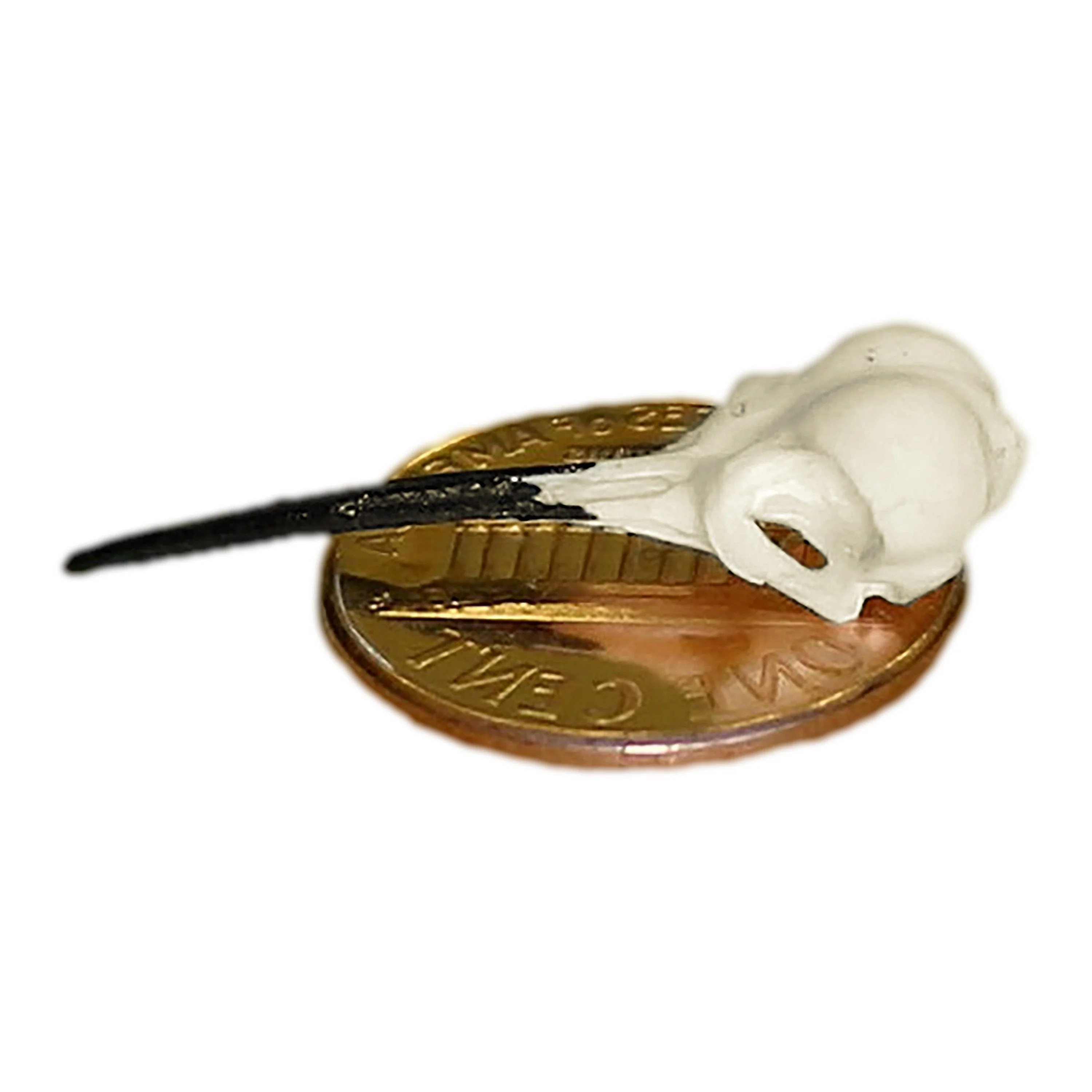 Replica Ruby-throated Hummingbird Skull - Image 5