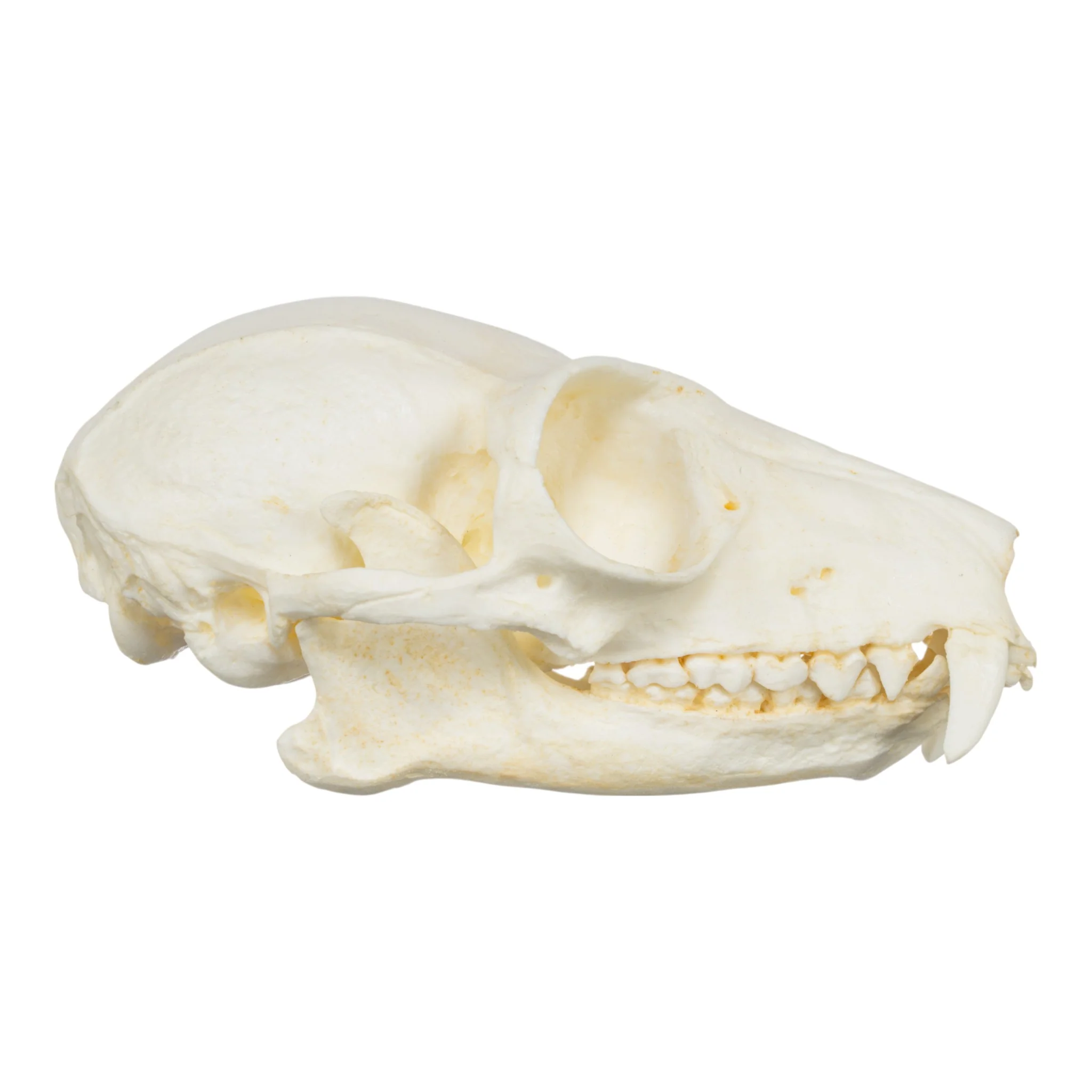 Replica Red Ruffed Lemur Skull - Image 2