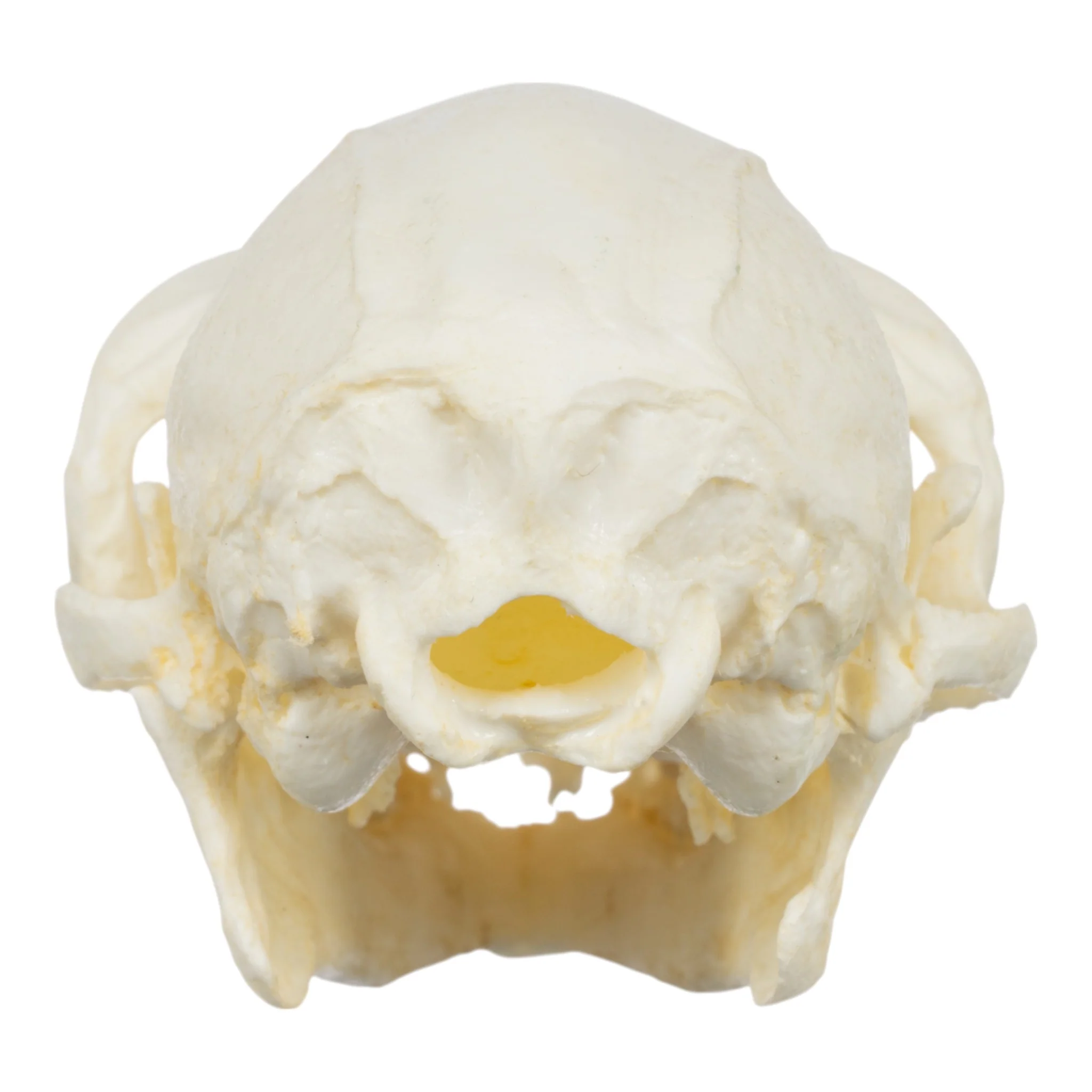 Replica Red Ruffed Lemur Skull - Image 5