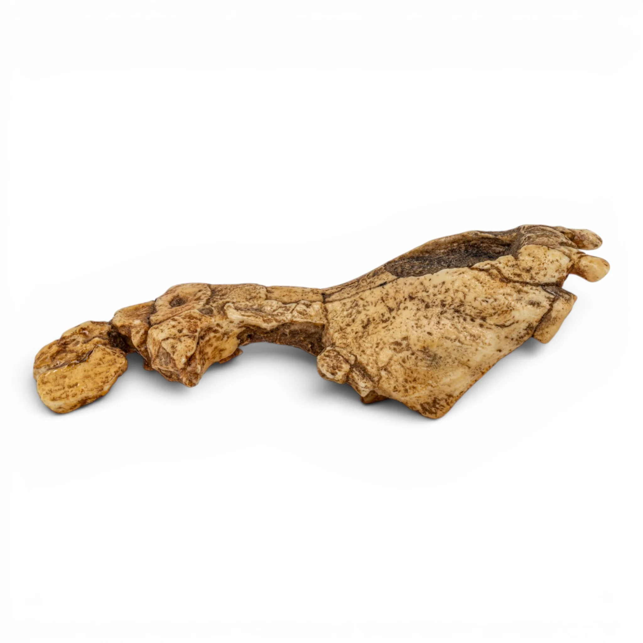 Replica Saadanius hijazensis Skull - Image 2