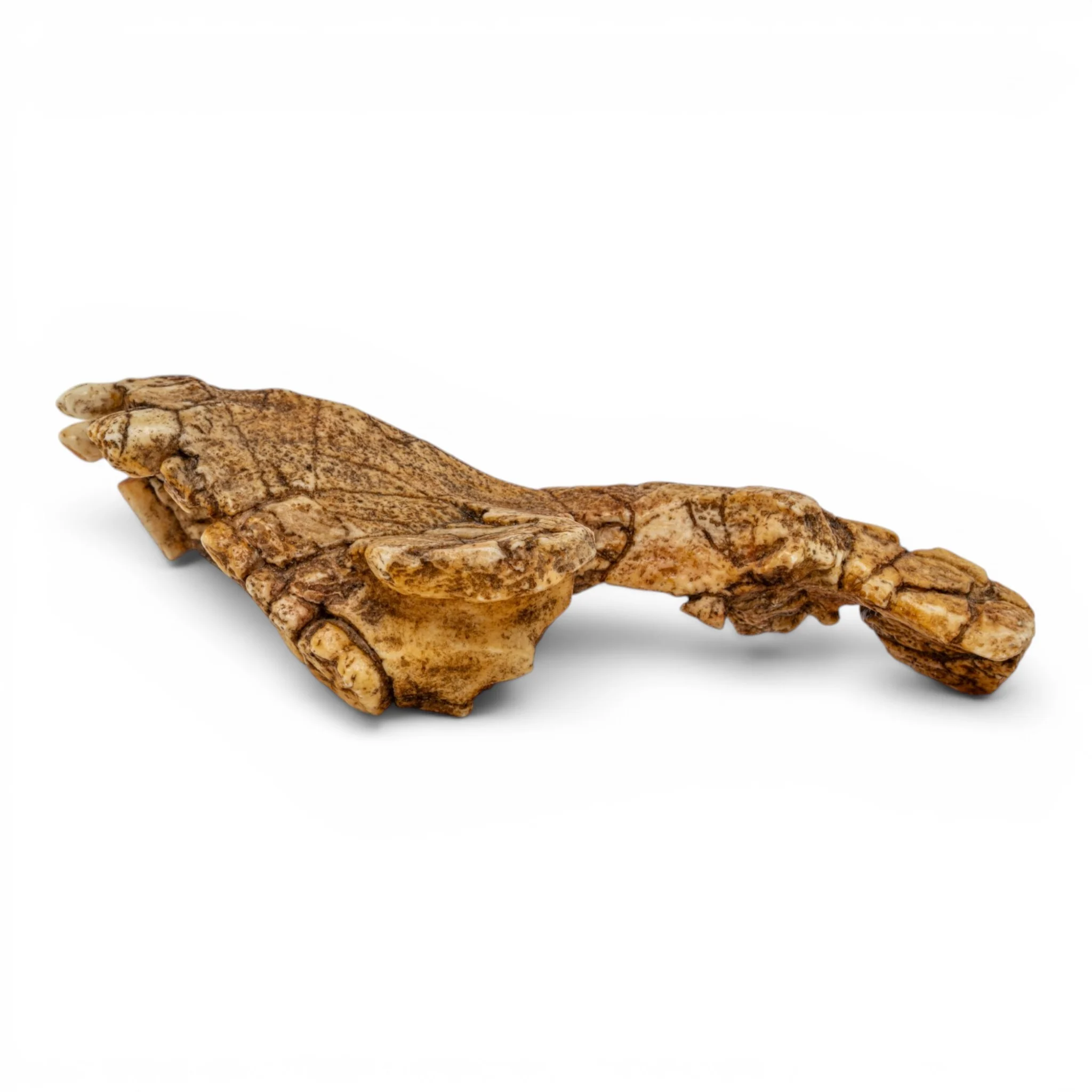 Replica Saadanius hijazensis Skull - Image 4