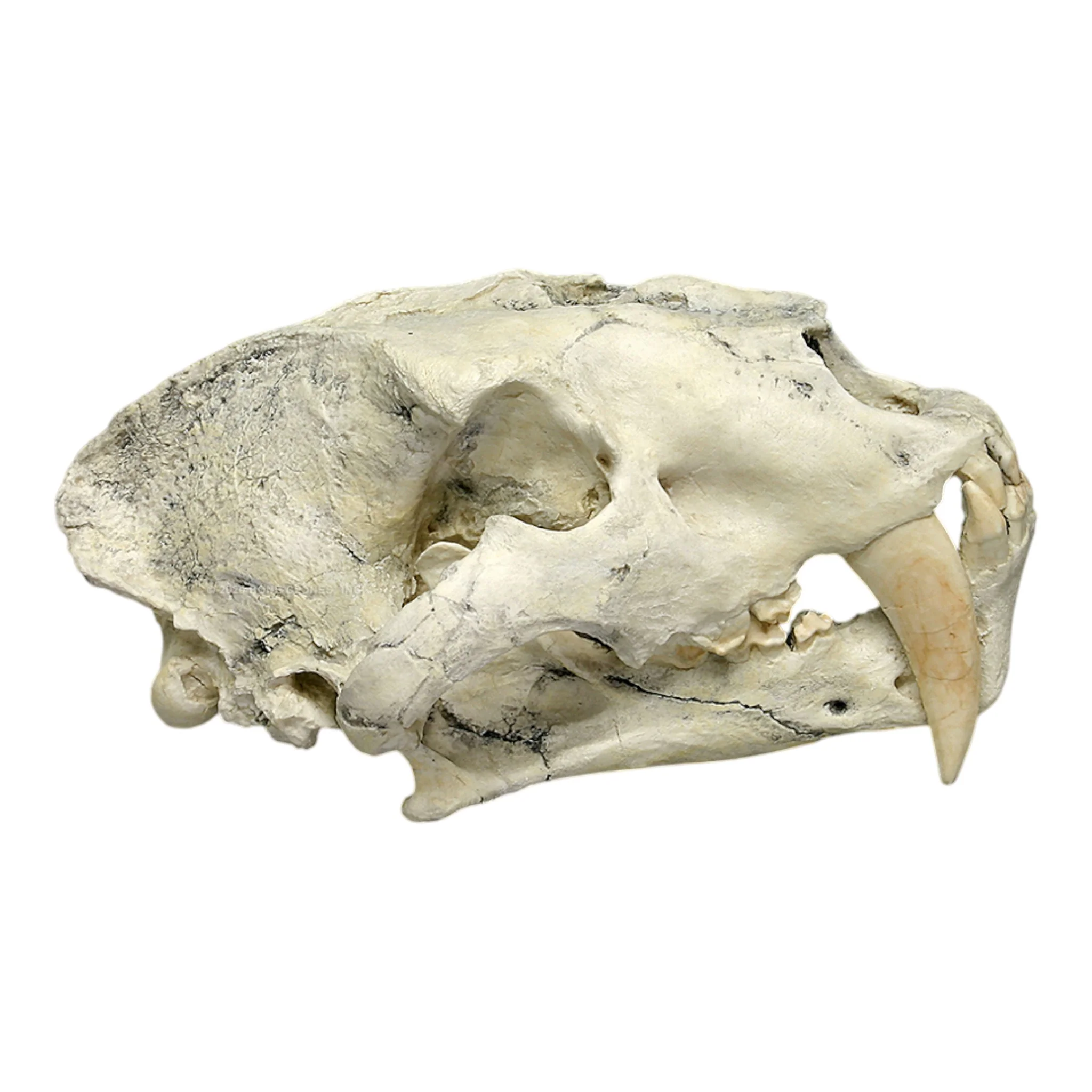 Replica Sabertooth Cat (Chinese Amphimachairodus Giganteus) Skull - Image 3