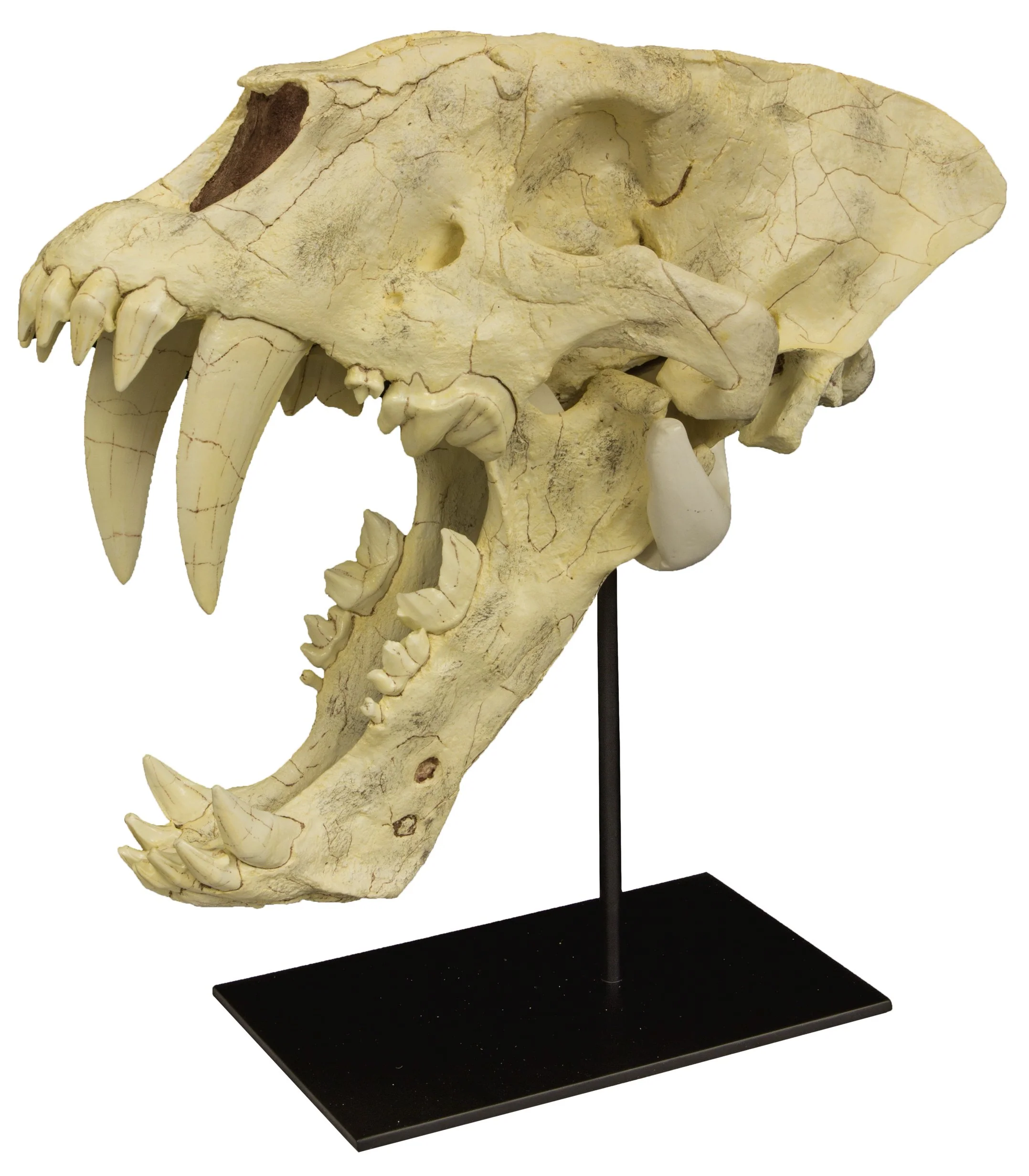 Replica Sabertooth Cat Skull (Homotherium crenatidens) - Image 2