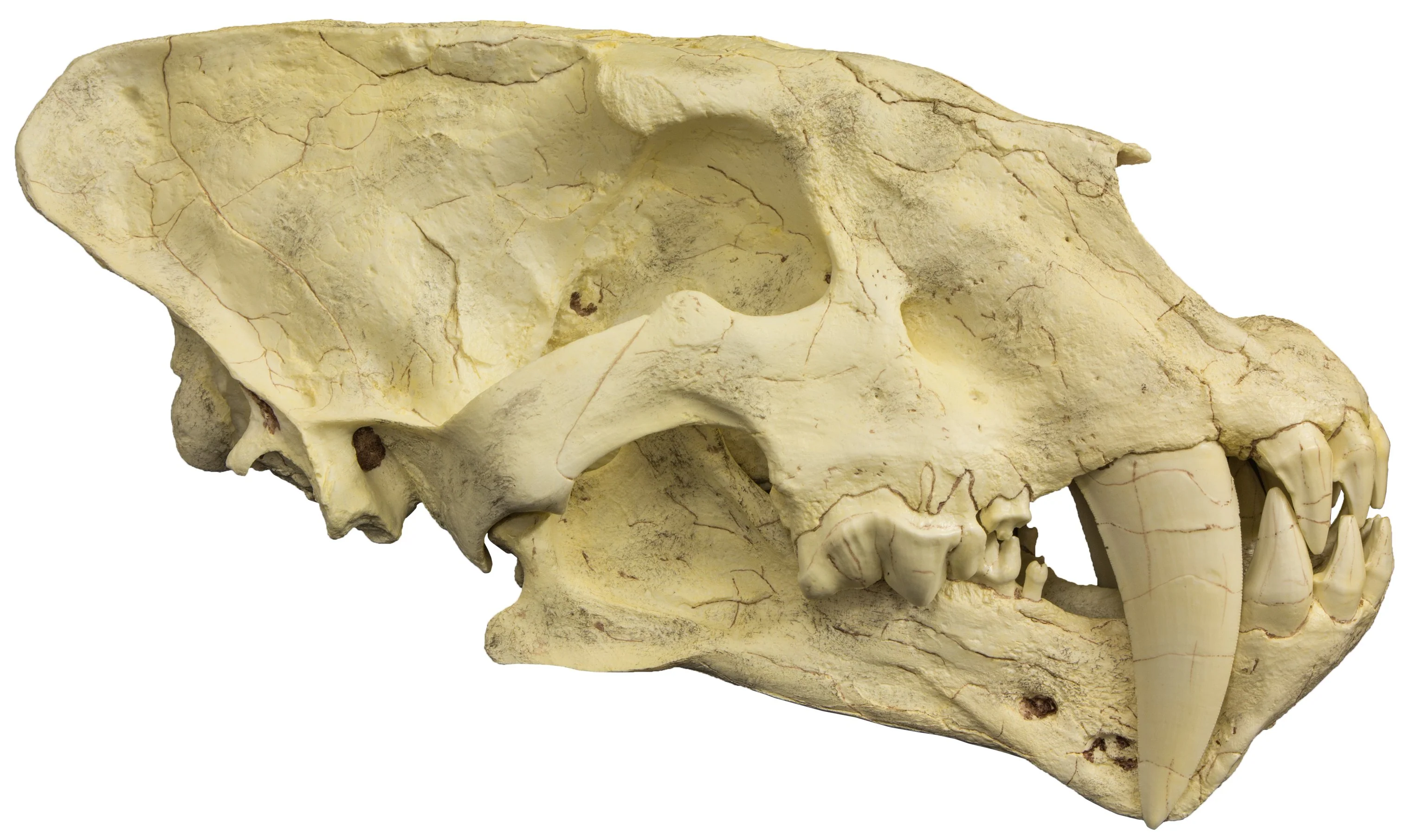 Replica Sabertooth Cat Skull (Homotherium crenatidens) - Image 3
