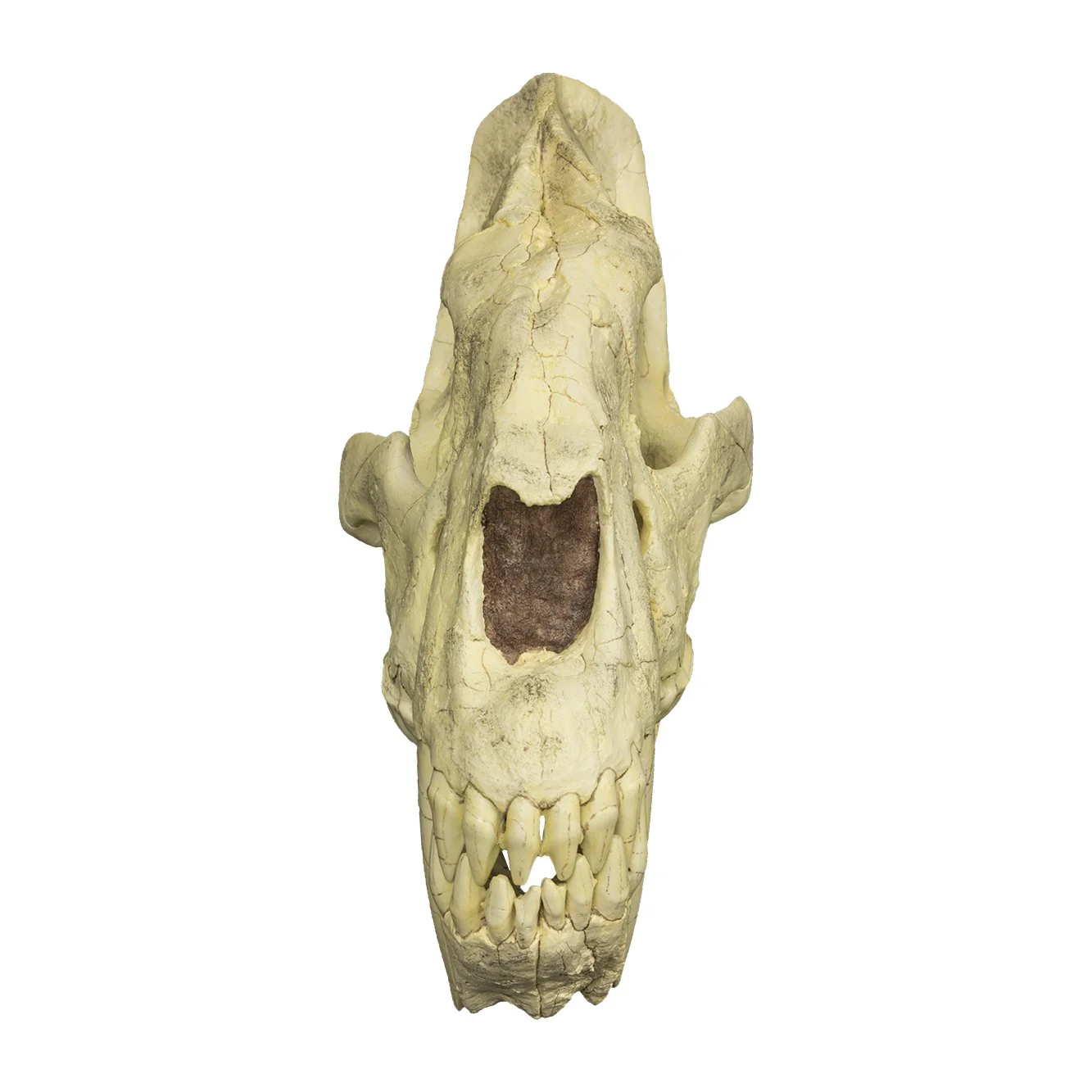 Replica Sabertooth Cat Skull (Homotherium crenatidens) - Image 4
