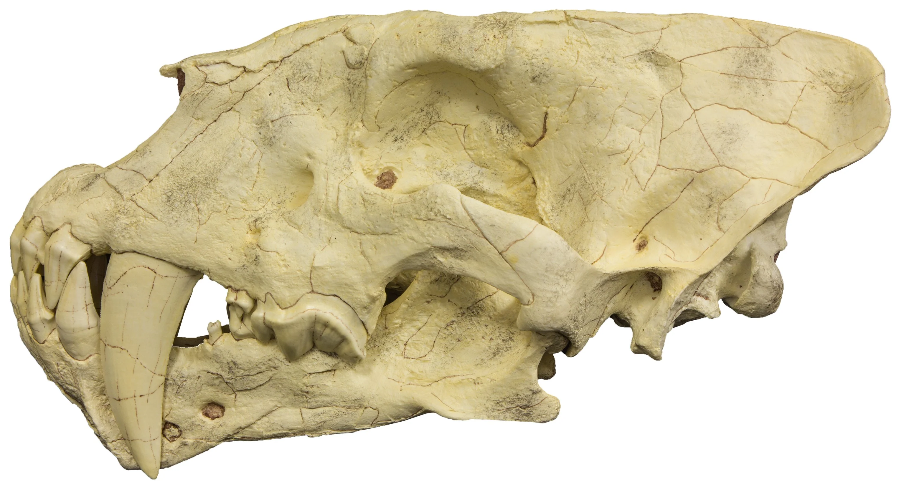 Replica Sabertooth Cat Skull (Homotherium crenatidens) - Image 5