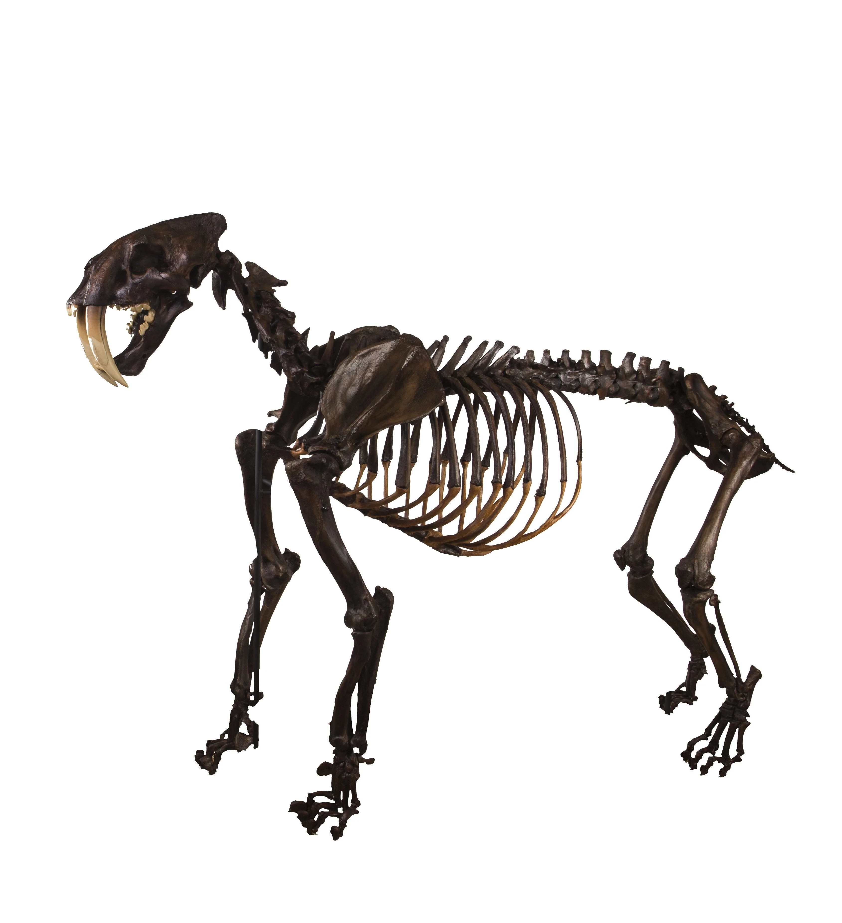 Replica Sabertooth Cat Skeleton - Tar Finish