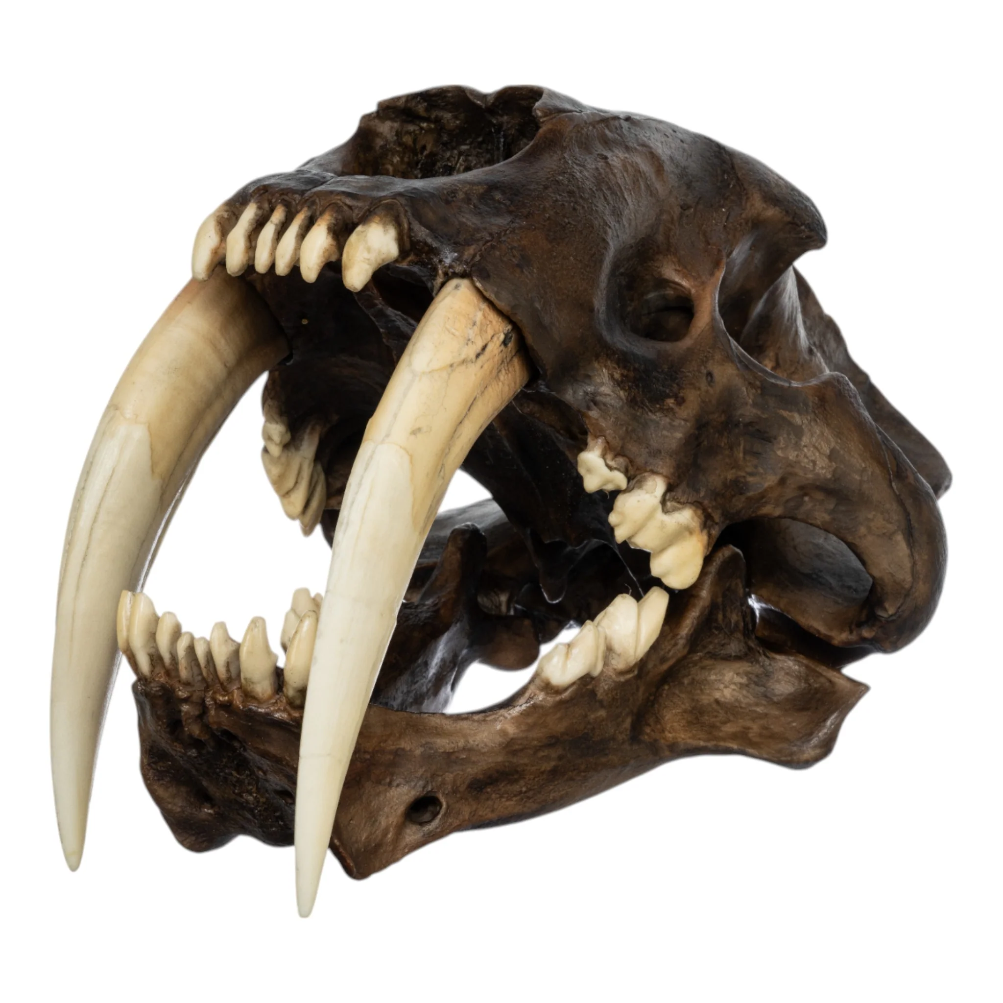 Replica Sabertooth Cat Skull - Image 2