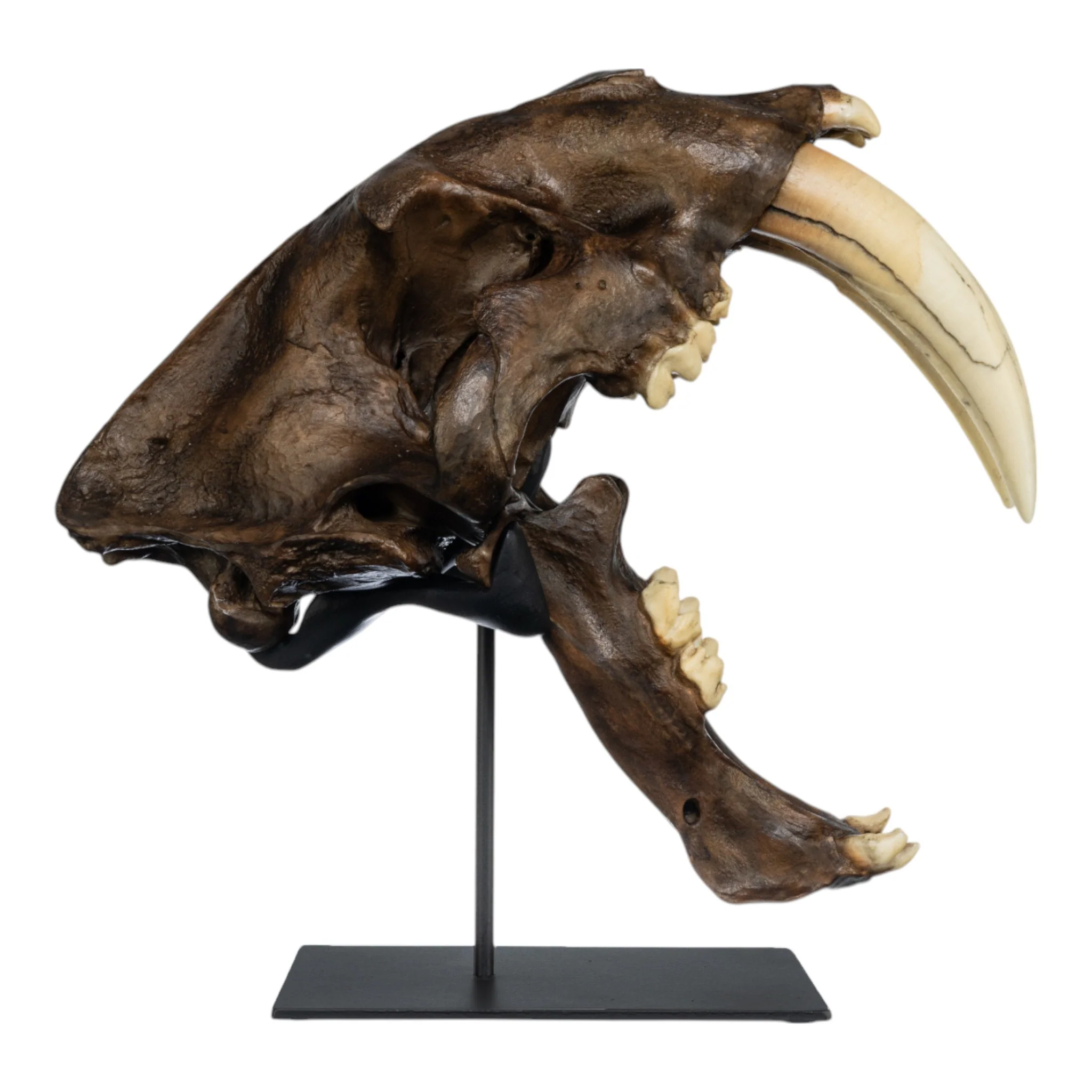Replica Sabertooth Cat Skull - Image 3