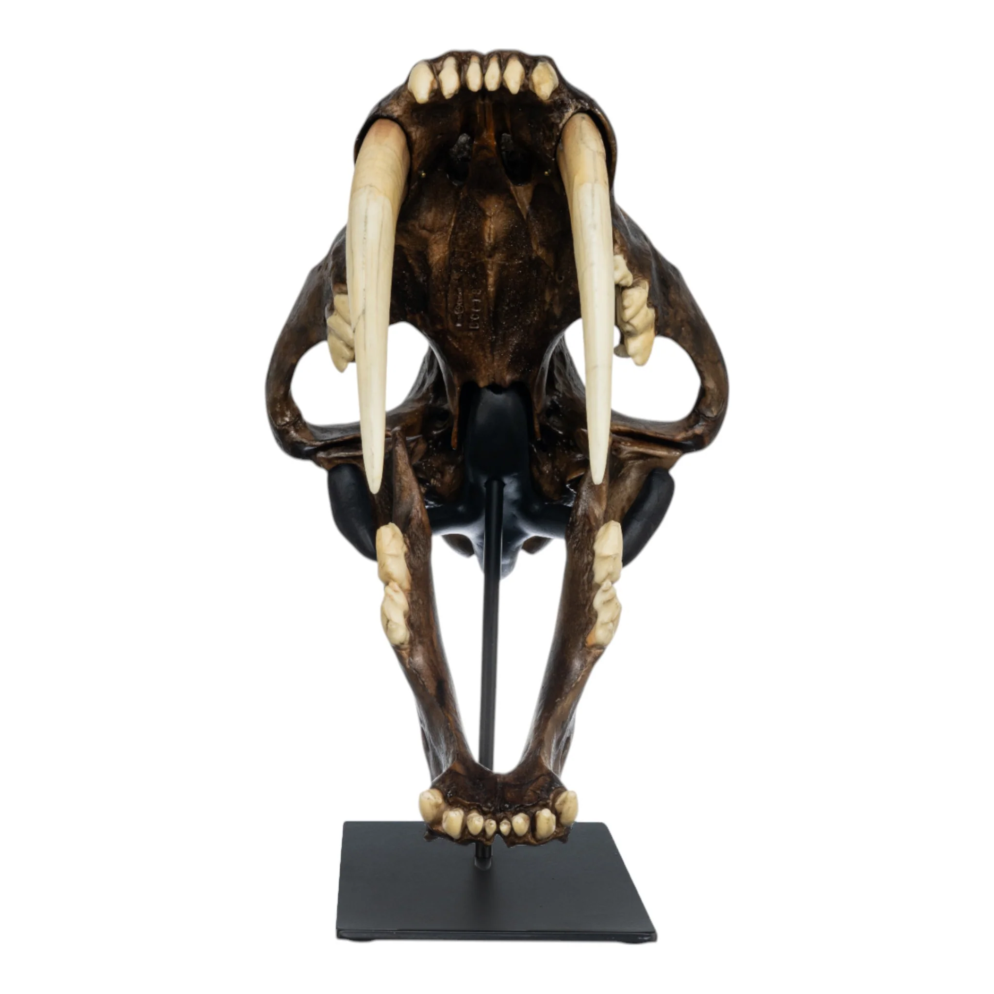 Replica Sabertooth Cat Skull - Image 4