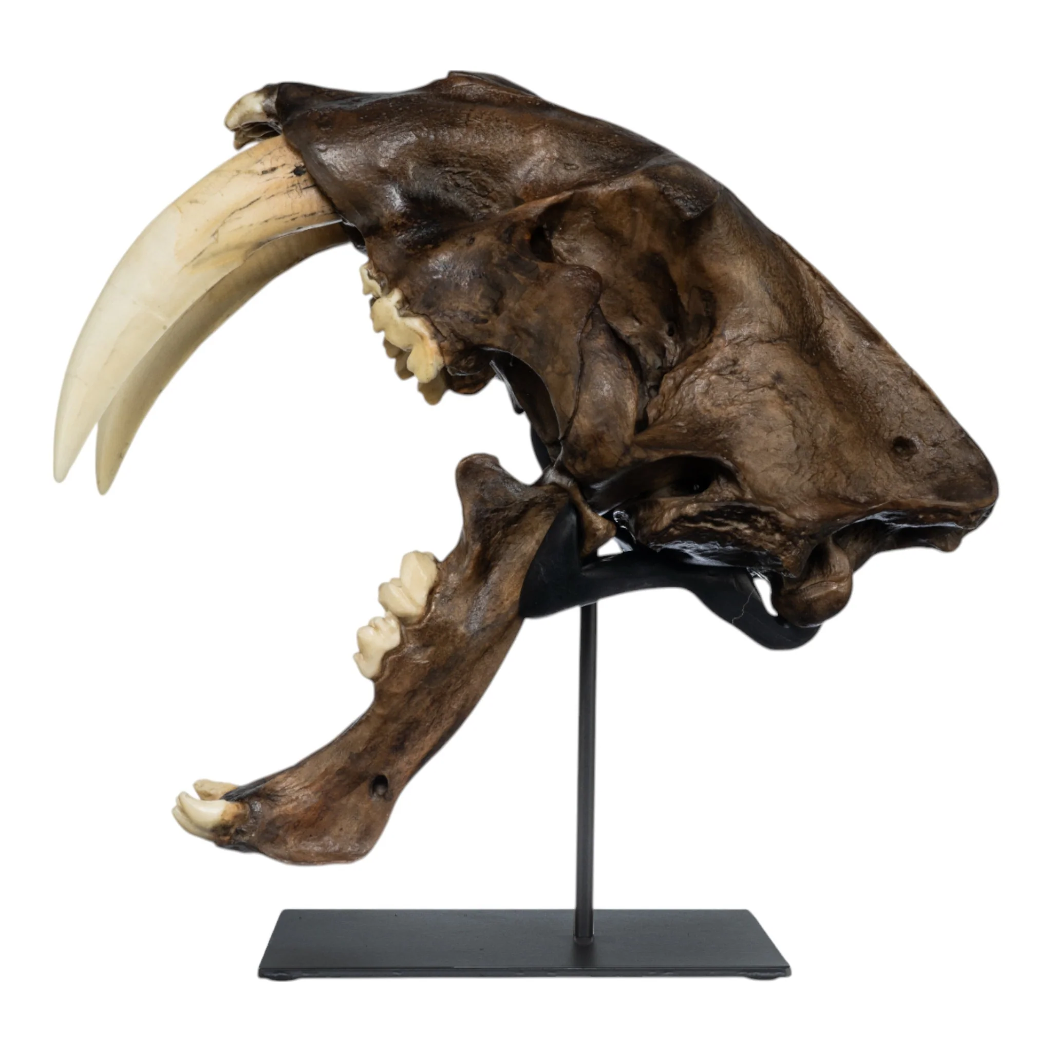 Replica Sabertooth Cat Skull - Image 5
