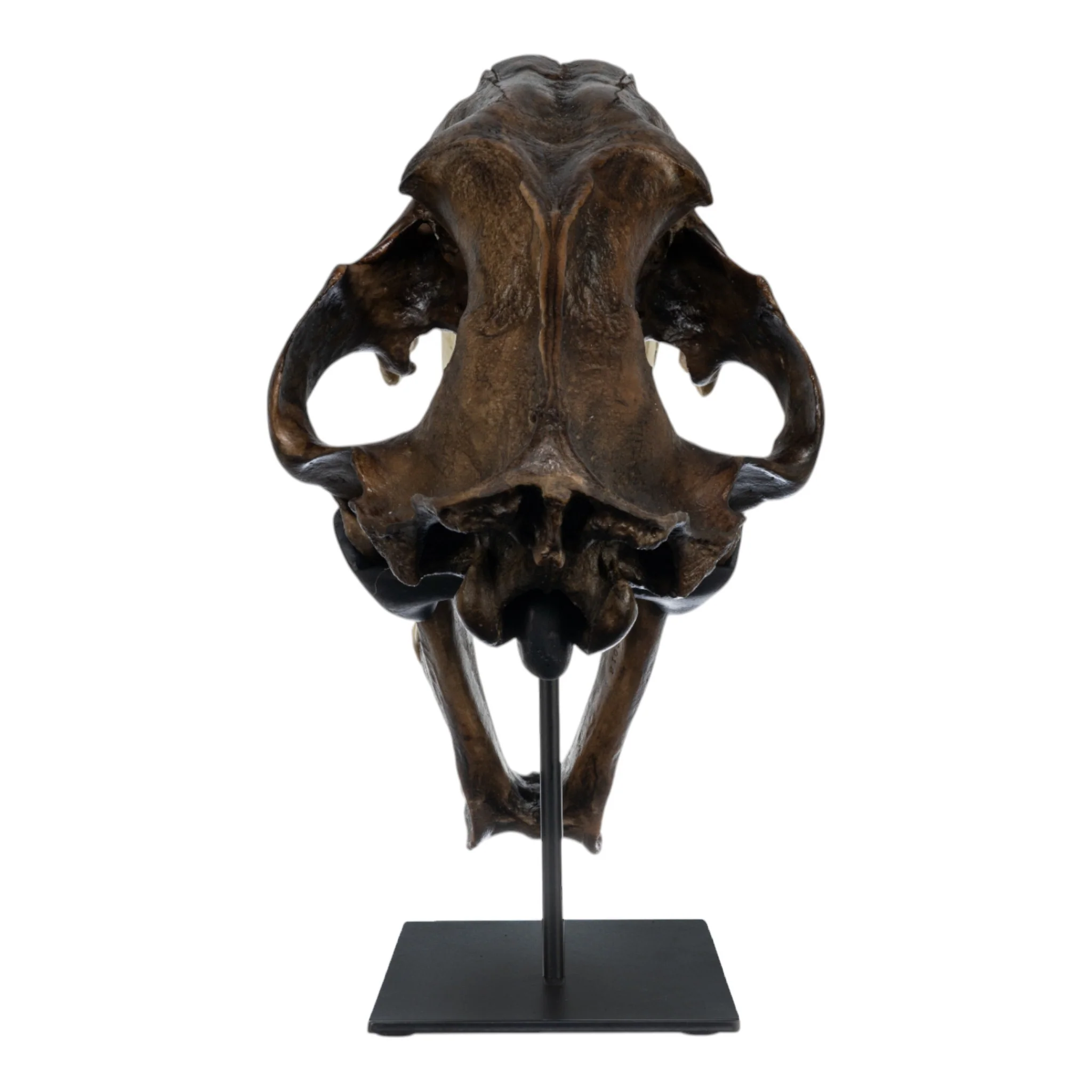 Replica Sabertooth Cat Skull - Image 6