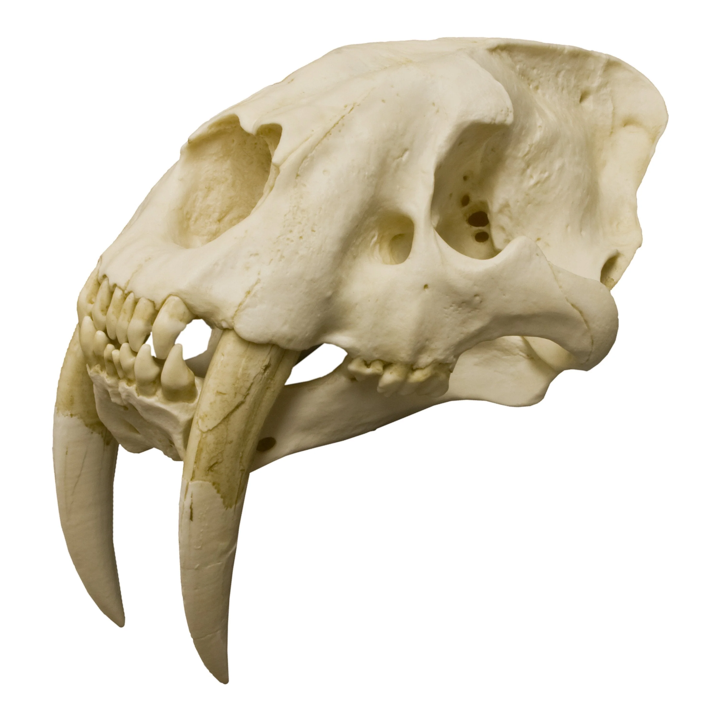 Replica Sabertooth Cat Skull - Image 7