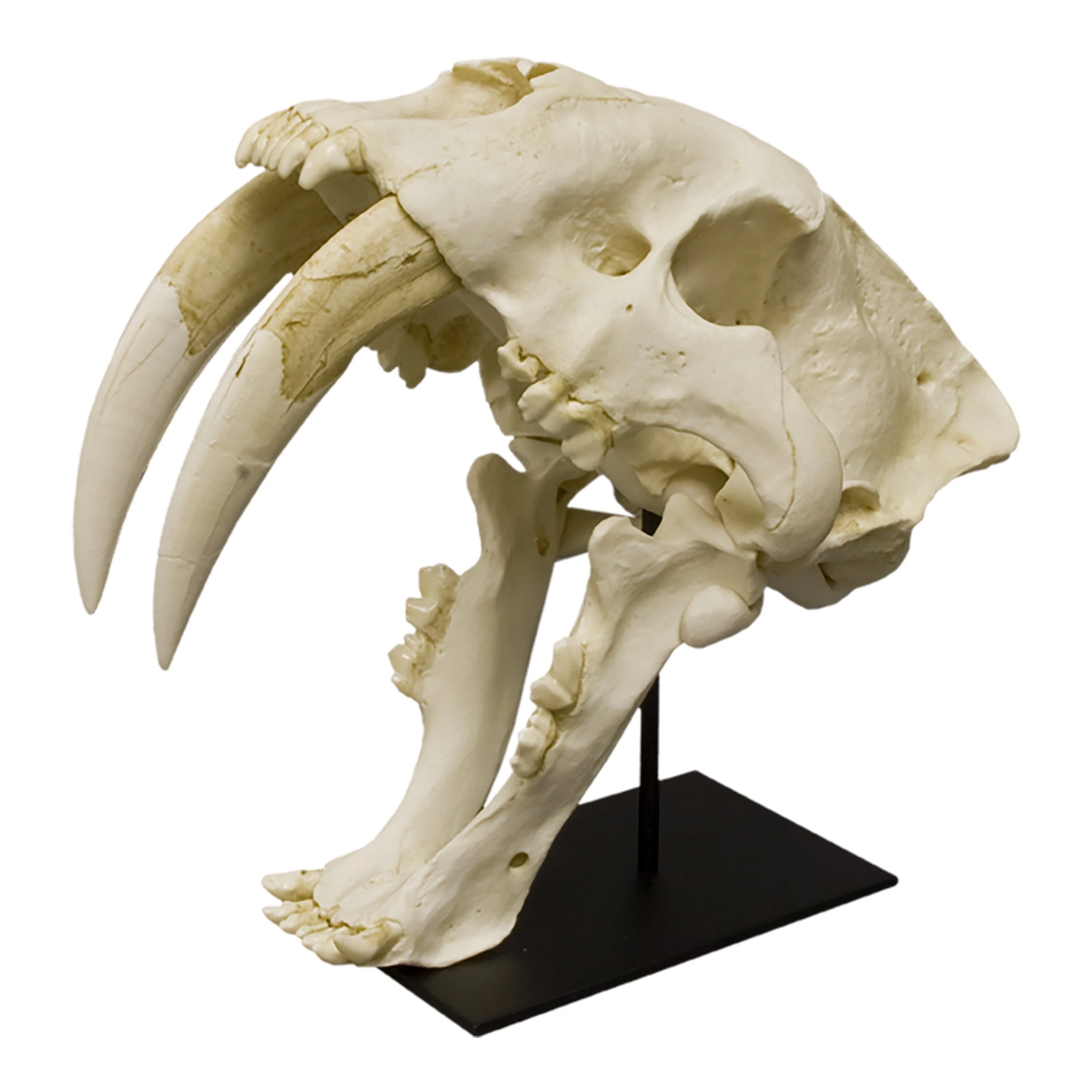 Replica Sabertooth Cat Skull - Image 8