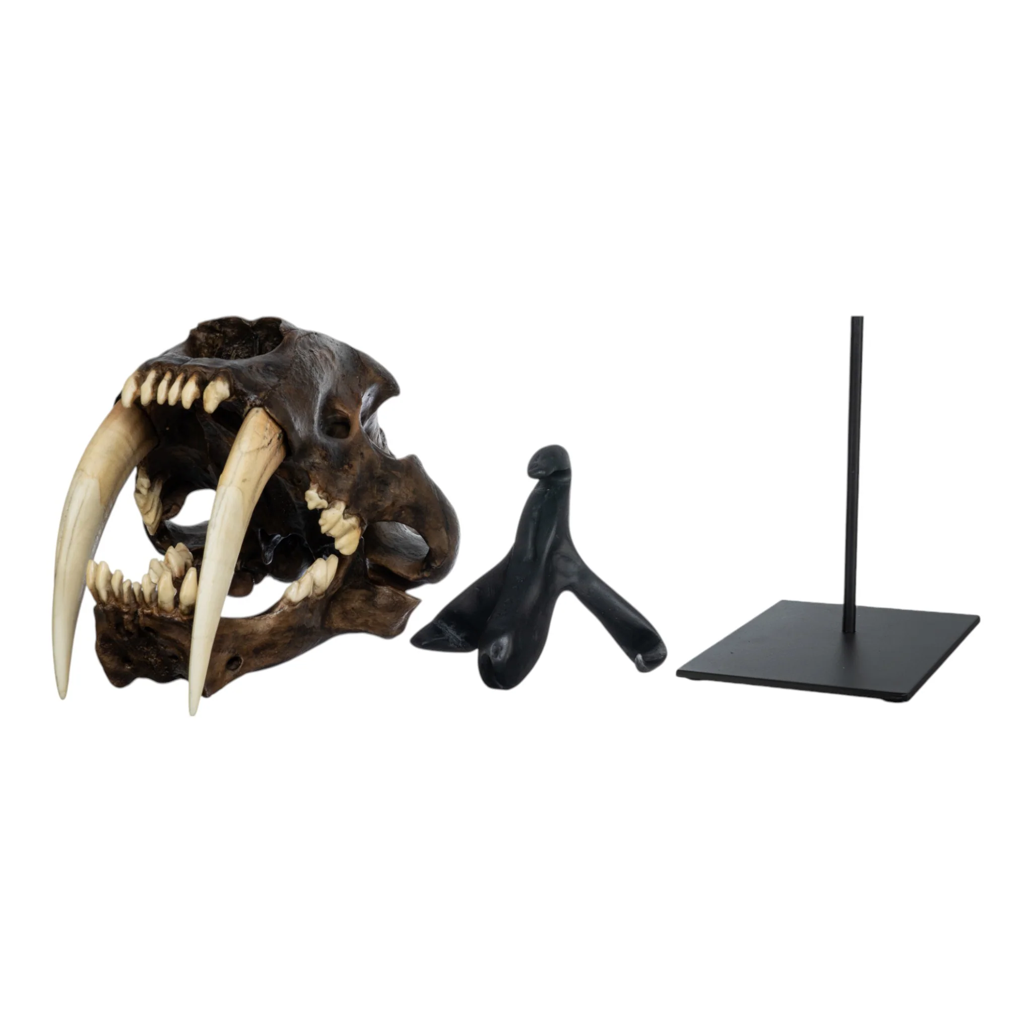 Replica Sabertooth Cat Skull - Image 9