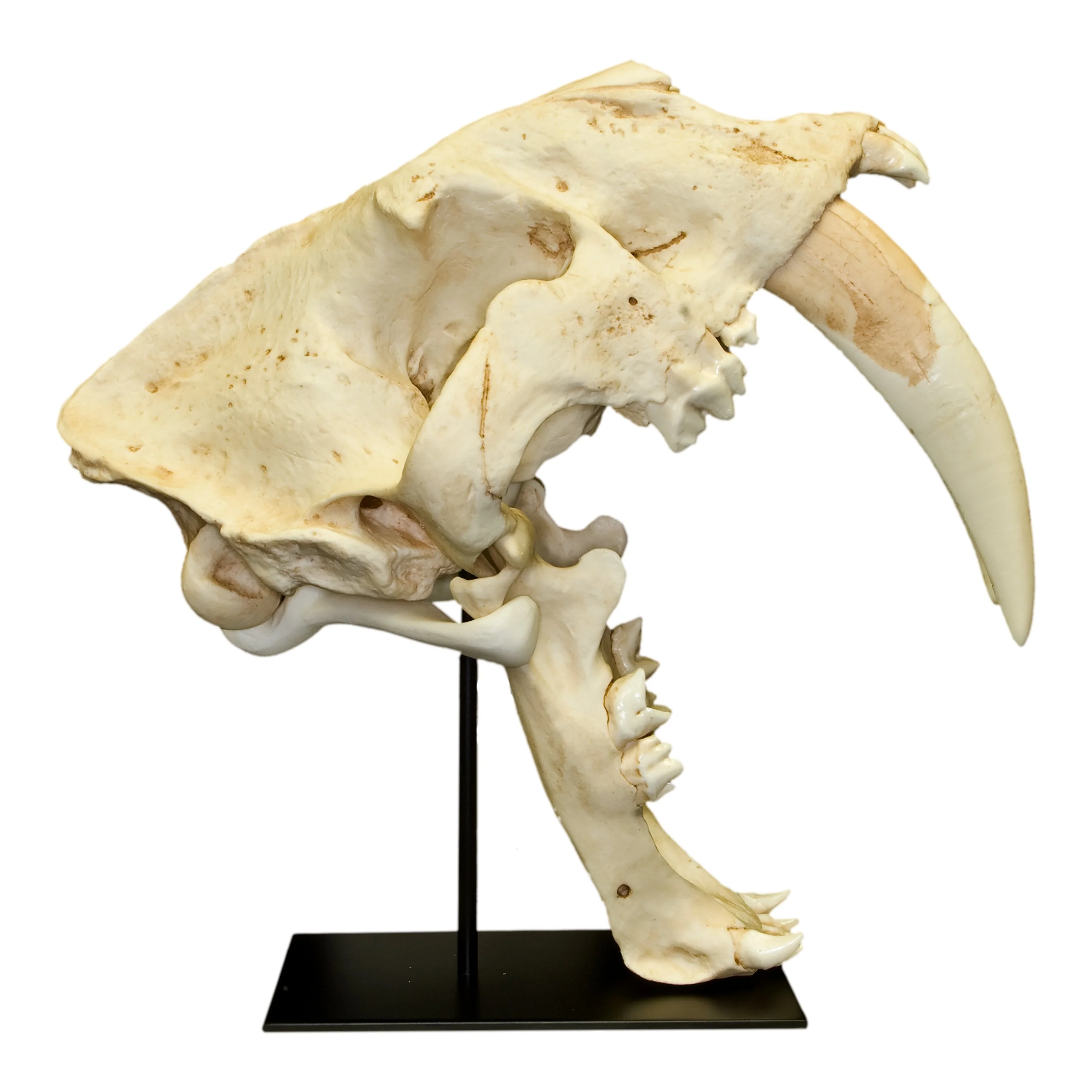 Replica Sabertooth Cat Skull - South American (Smilodon populator) - Image 2