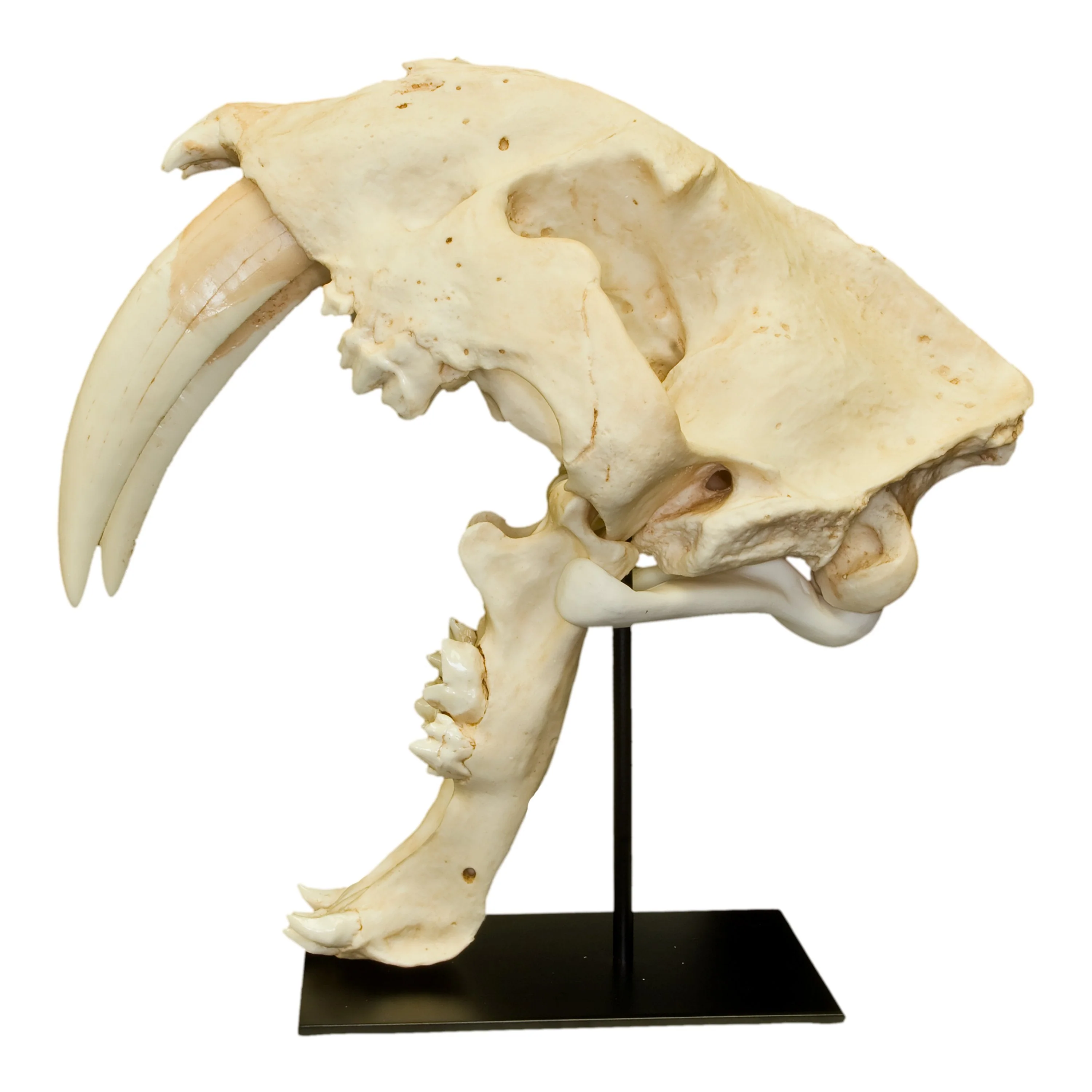 Replica Sabertooth Cat Skull - South American (Smilodon populator) - Image 3