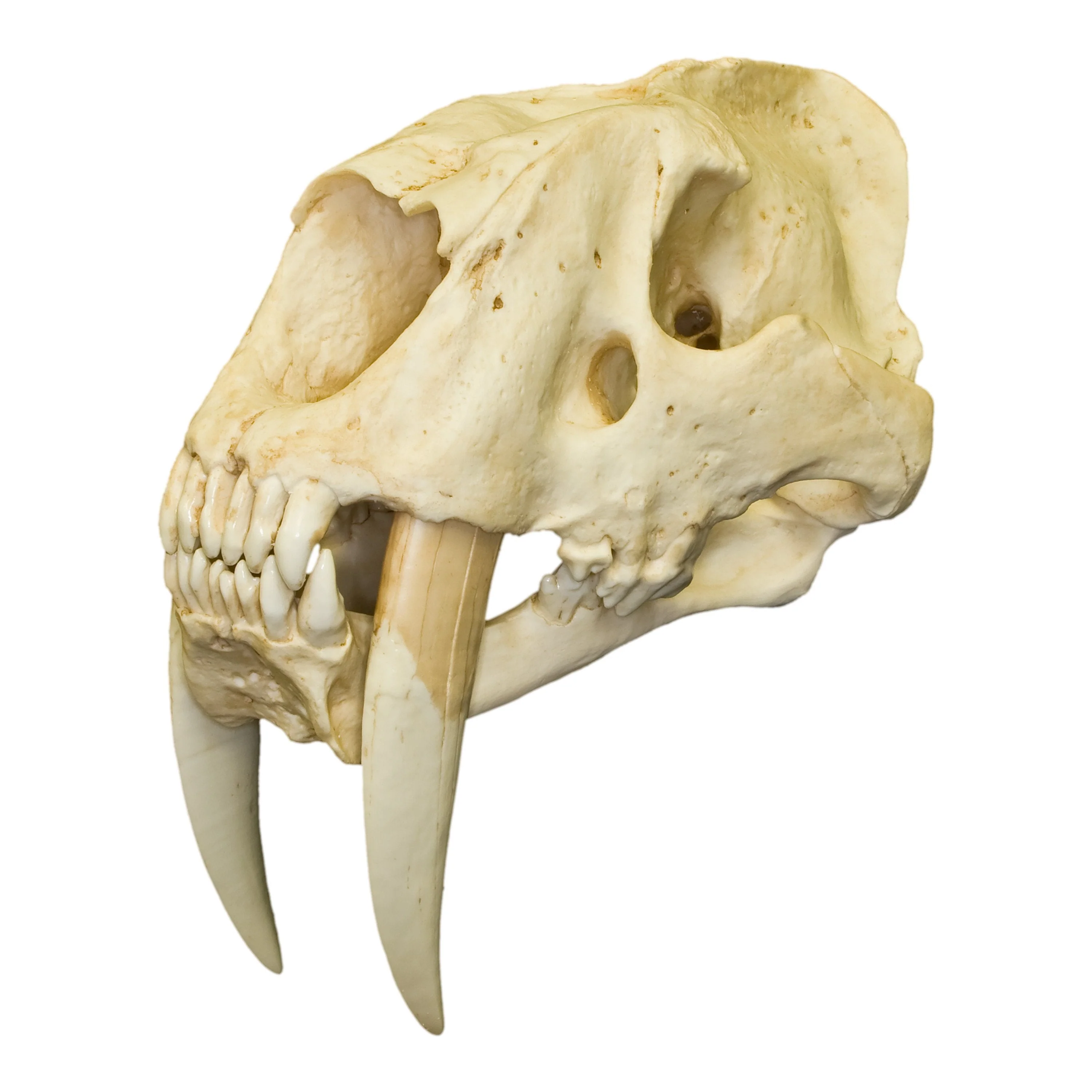 Replica Sabertooth Cat Skull - South American (Smilodon populator) - Image 4