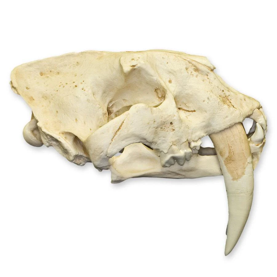 Replica Sabertooth Cat Skull - South American (Smilodon populator) - Image 5