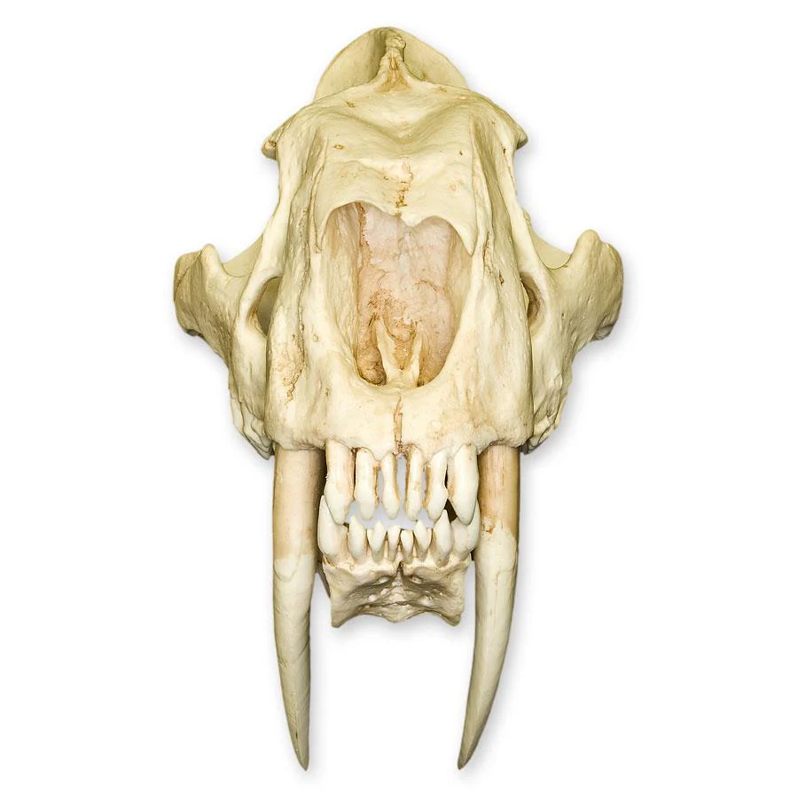 Replica Sabertooth Cat Skull - South American (Smilodon populator) - Image 6