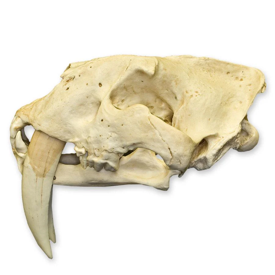 Replica Sabertooth Cat Skull - South American (Smilodon populator) - Image 7