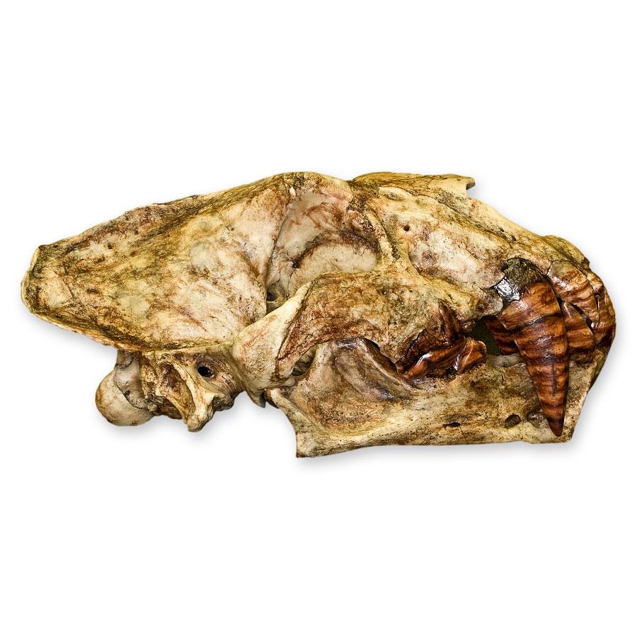 Replica Sabertooth Cat Skull - Xenosmilus hodsonae - Image 3