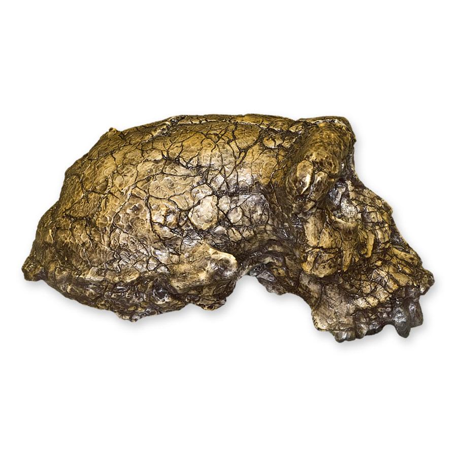 Replica Sahelanthropus / Toumai Skull - Image 3